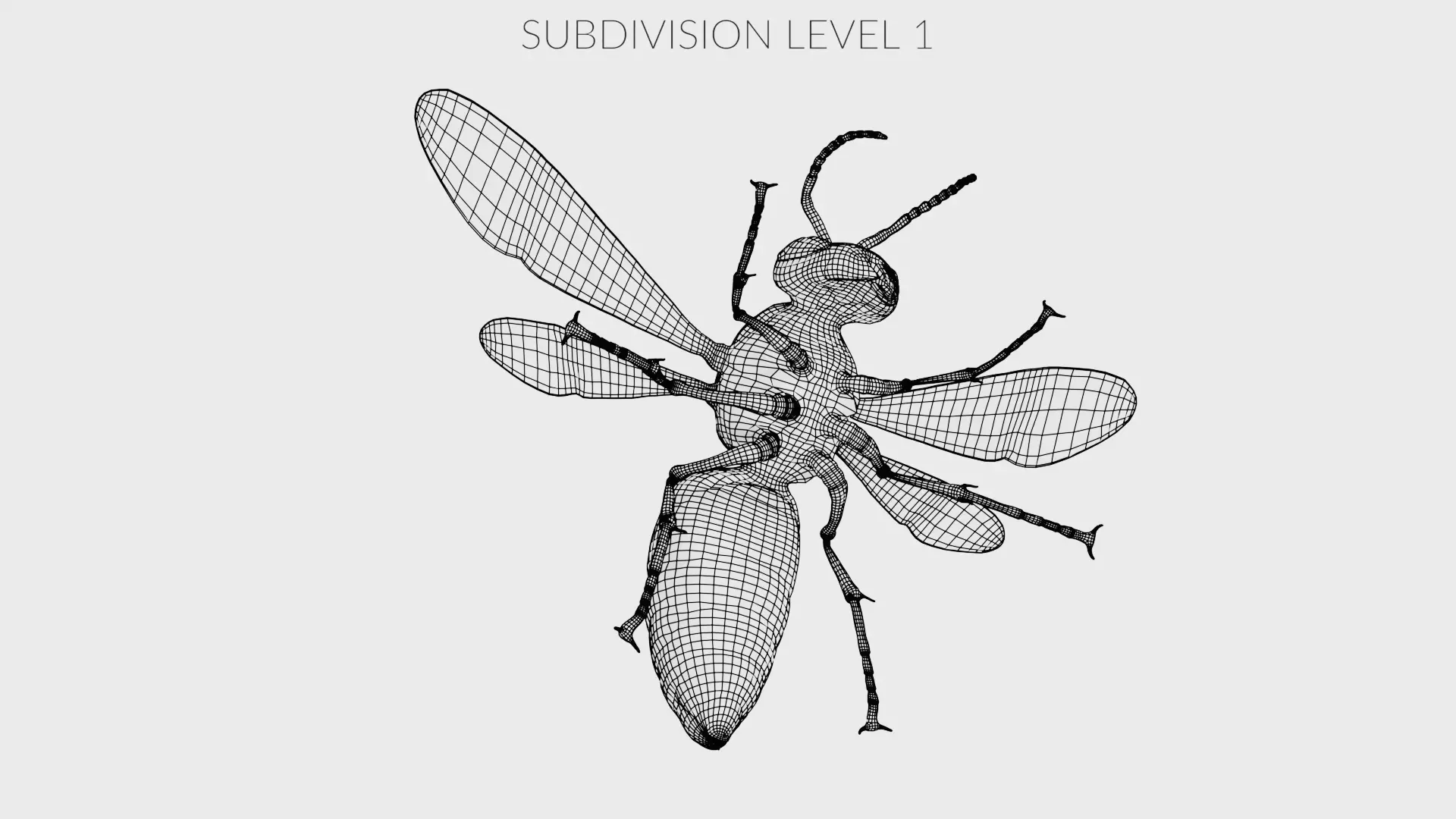 -Asian Giant Hornet - 3D model_17