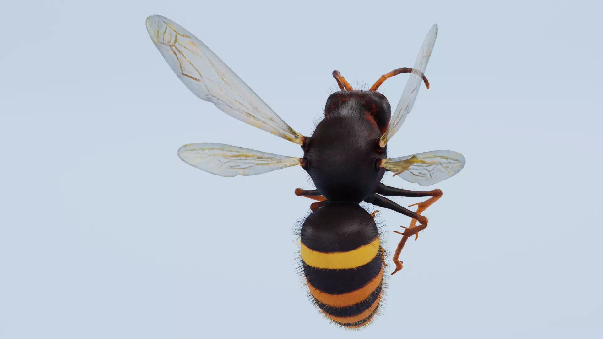 -Asian Giant Hornet -Vespa Mandarinia - Rigged- 3D model_2
