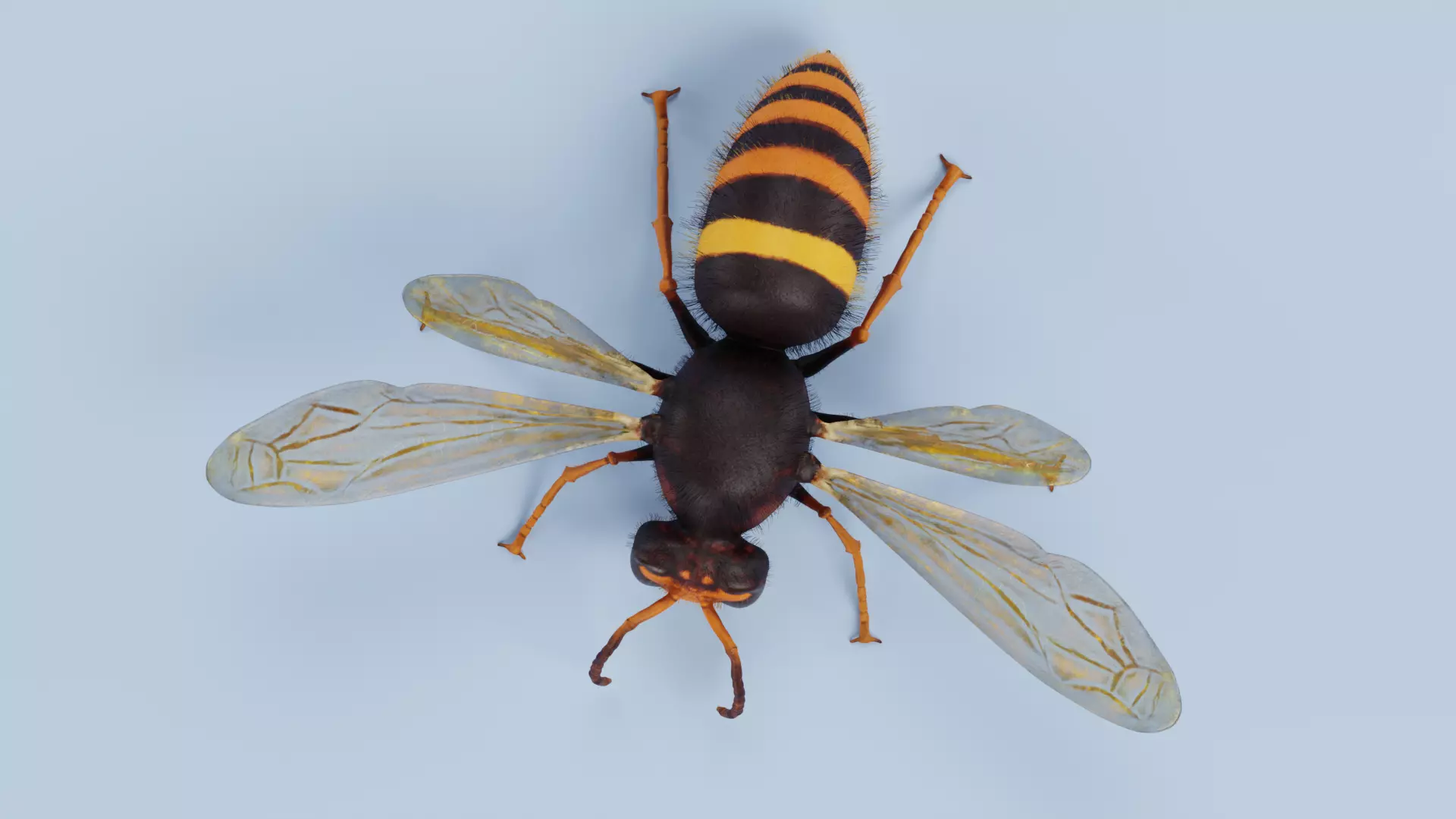 -Asian Giant Hornet -Vespa Mandarinia - Rigged- 3D model_6