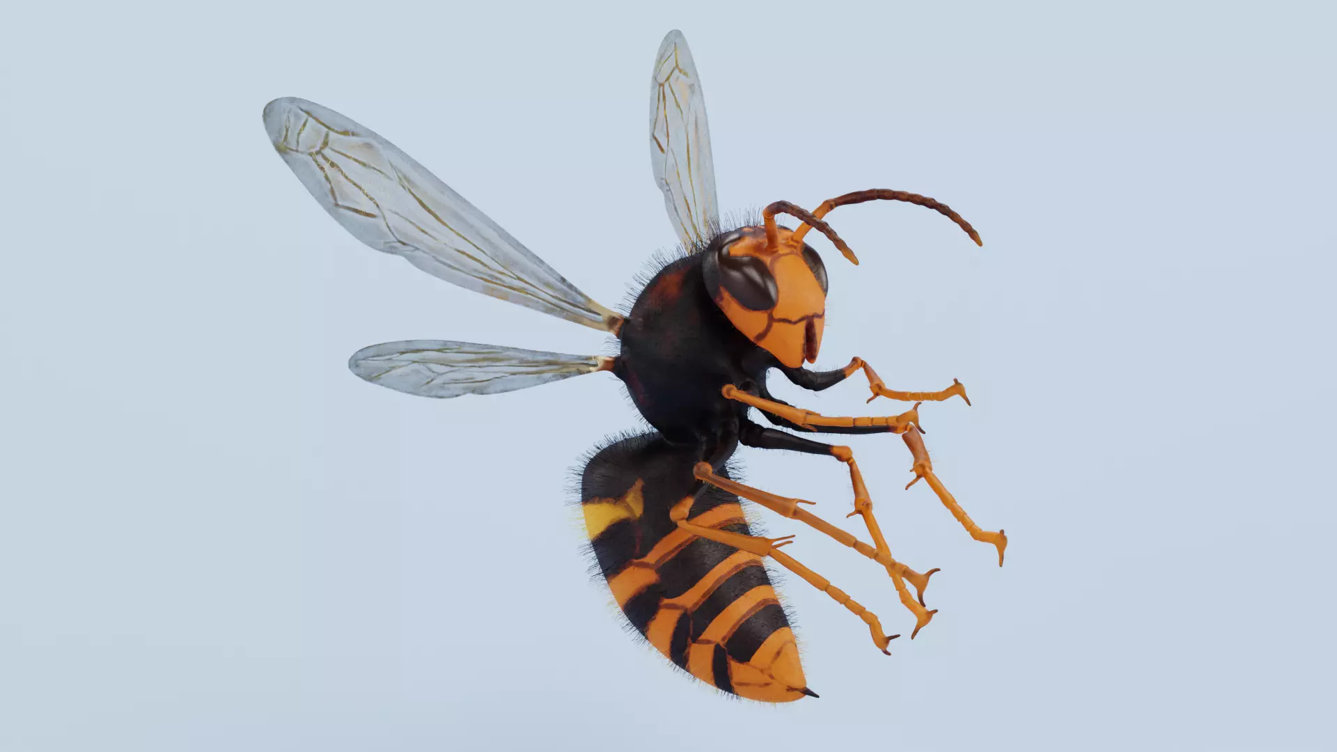 -Asian Giant Hornet -Vespa Mandarinia - Rigged- 3D model_0