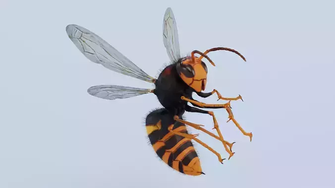 -Asian Giant Hornet -Vespa Mandarinia - Rigged-