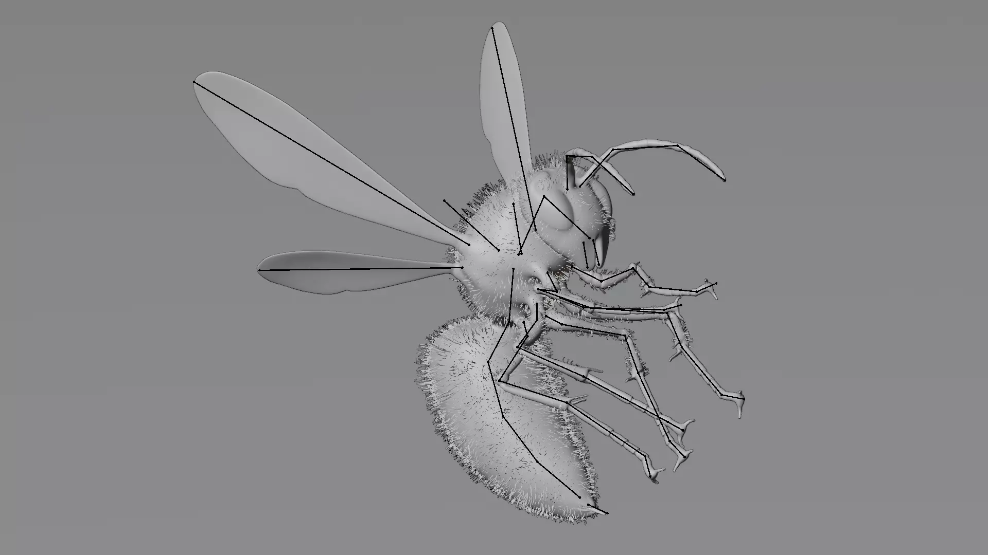 -Asian Giant Hornet -Vespa Mandarinia - Rigged- 3D model_15