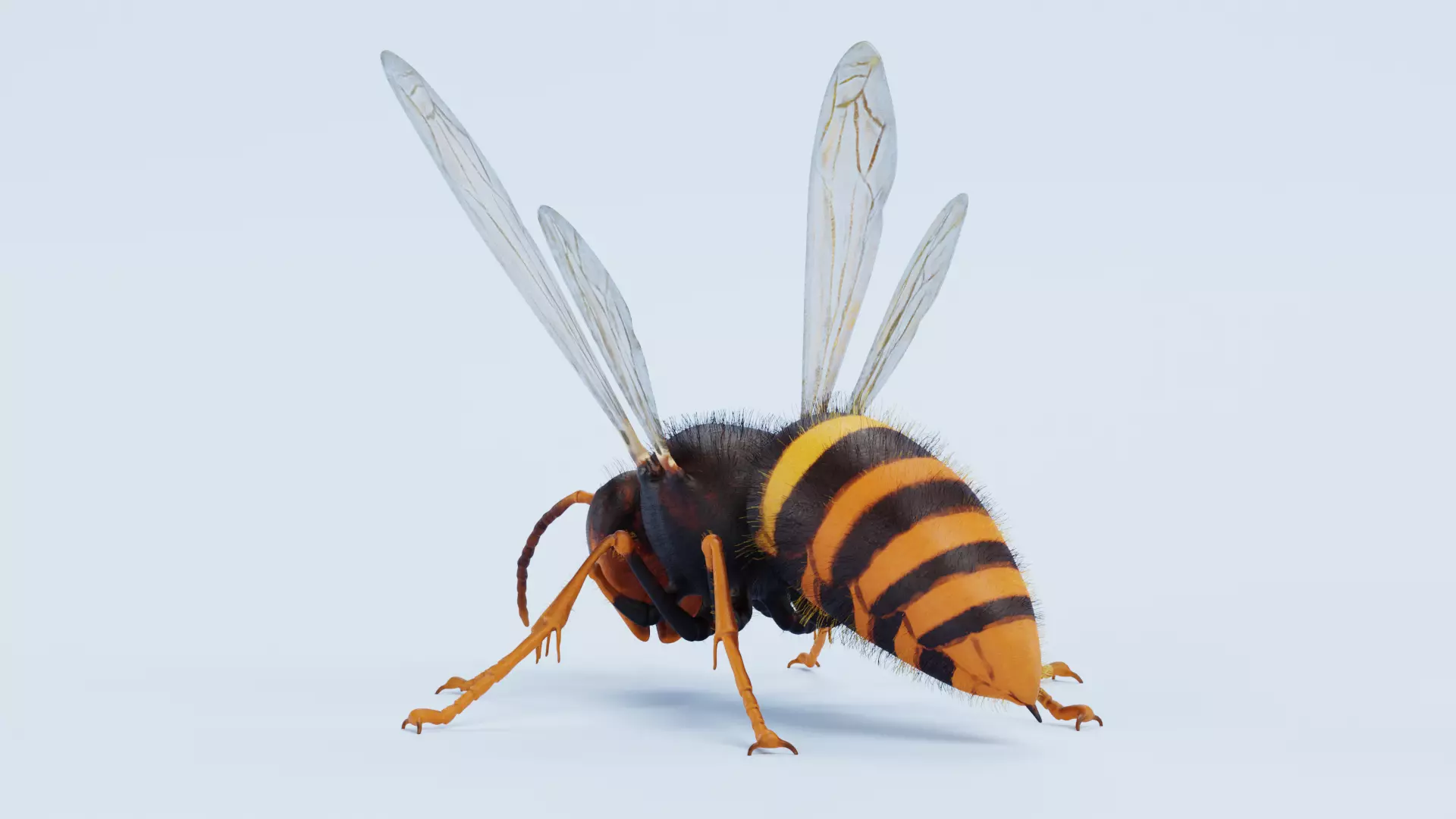 -Asian Giant Hornet -Vespa Mandarinia - Rigged- 3D model_9