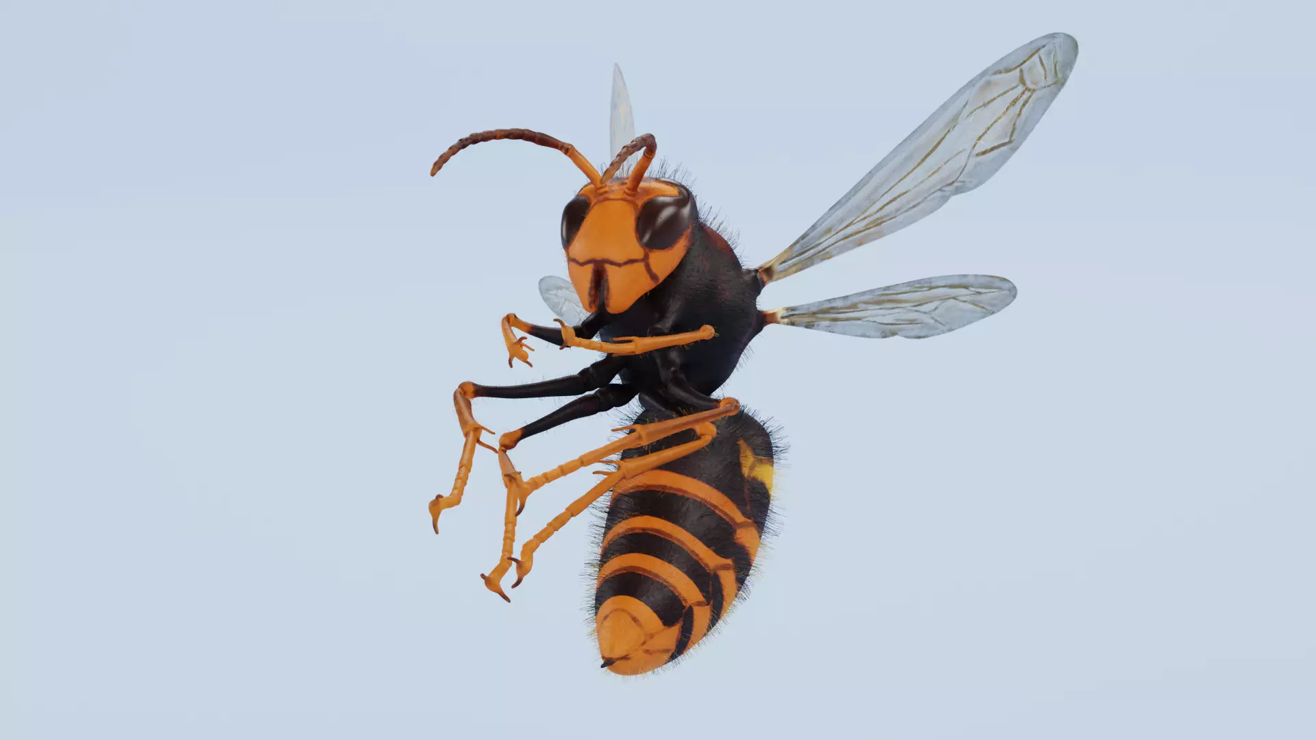 -Asian Giant Hornet -Vespa Mandarinia - Rigged- 3D model_3