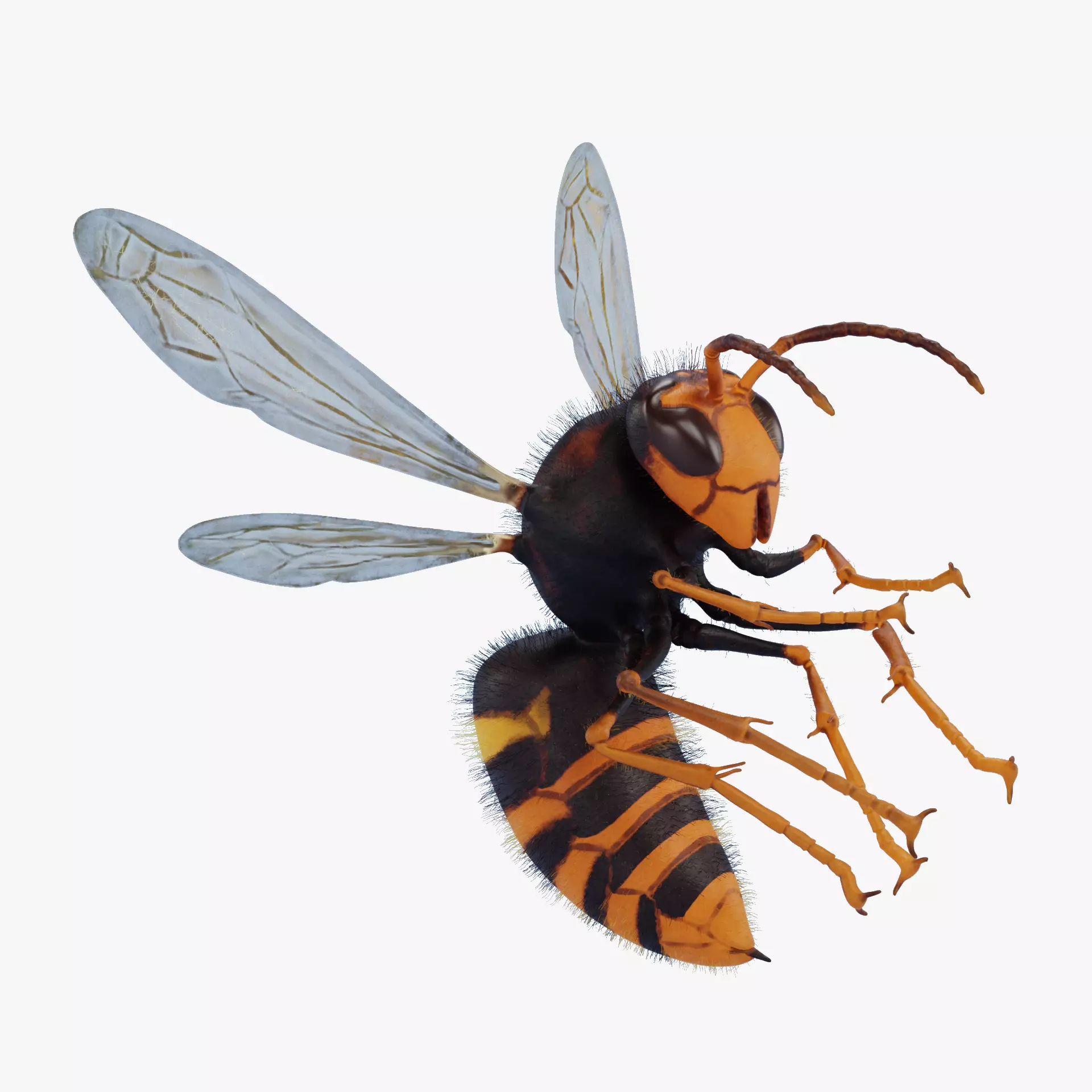 -Asian Giant Hornet -Vespa Mandarinia - Rigged- 3D model_16