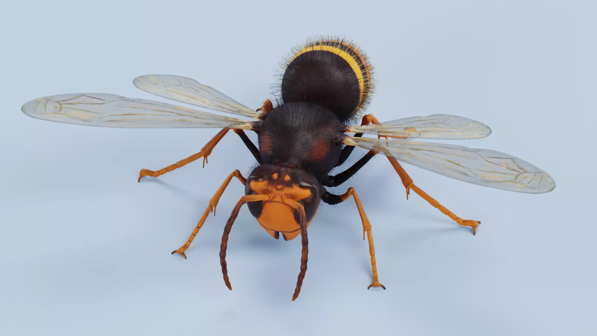 -Asian Giant Hornet -Vespa Mandarinia - Rigged- 3D model_5