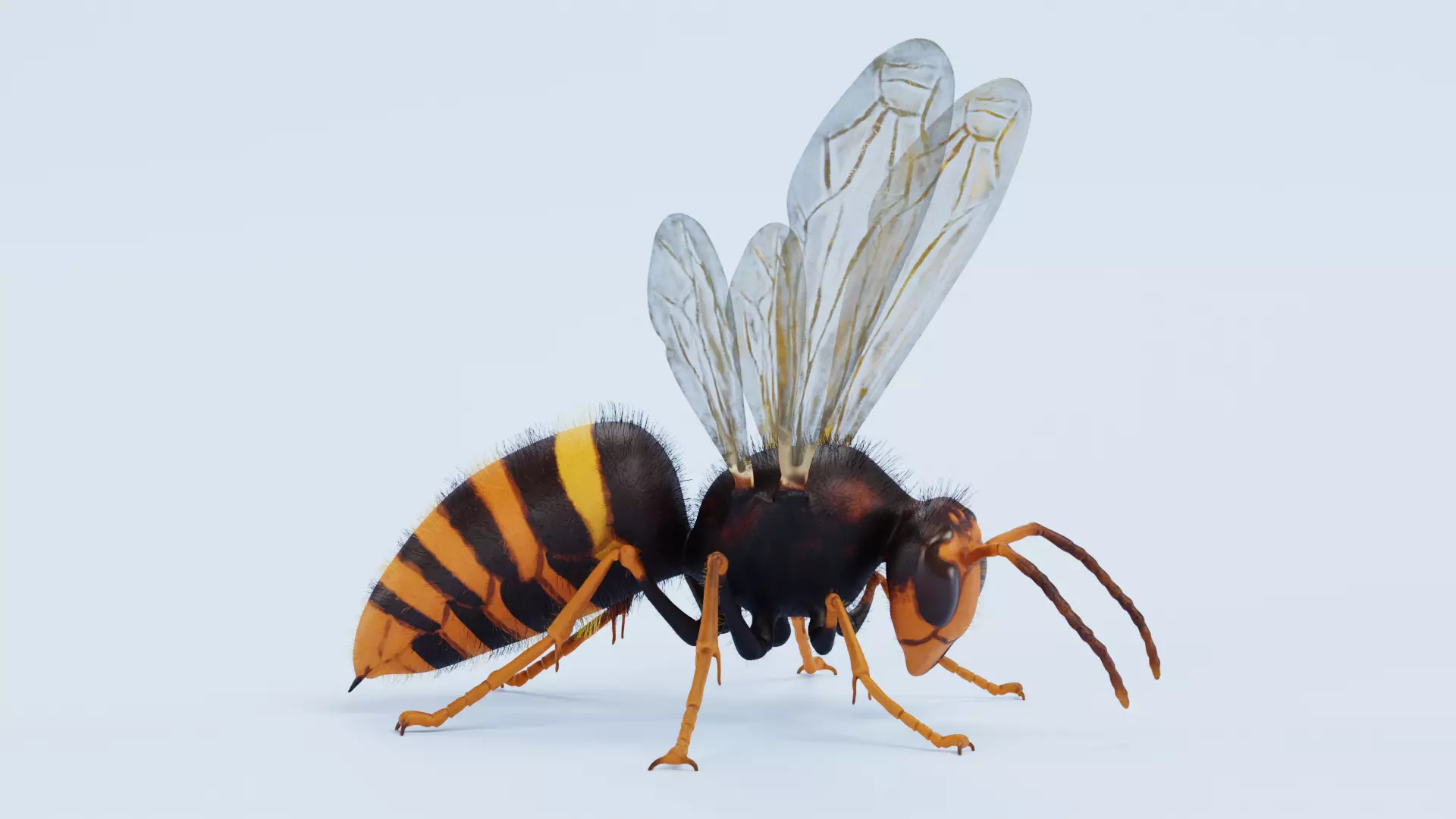 -Asian Giant Hornet -Vespa Mandarinia - Rigged- 3D model_8