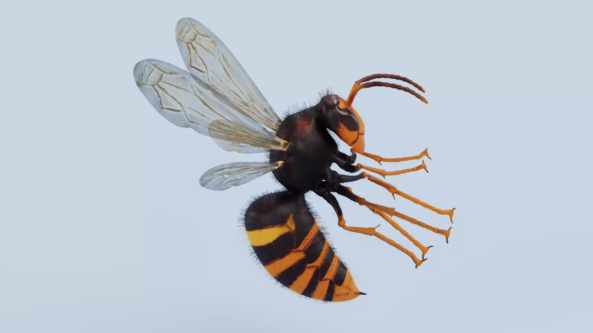 -Asian Giant Hornet -Vespa Mandarinia - Rigged- 3D model_1