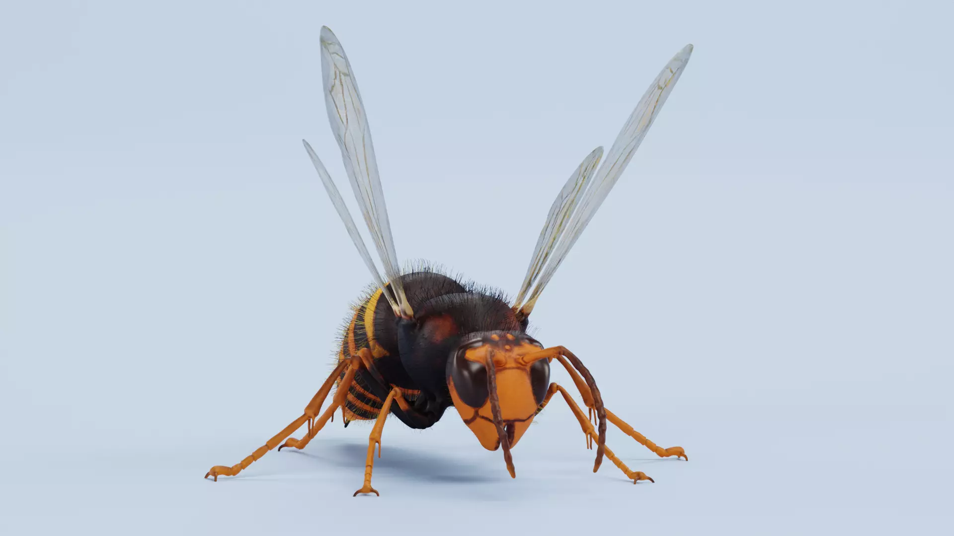 -Asian Giant Hornet -Vespa Mandarinia - Rigged- 3D model_7