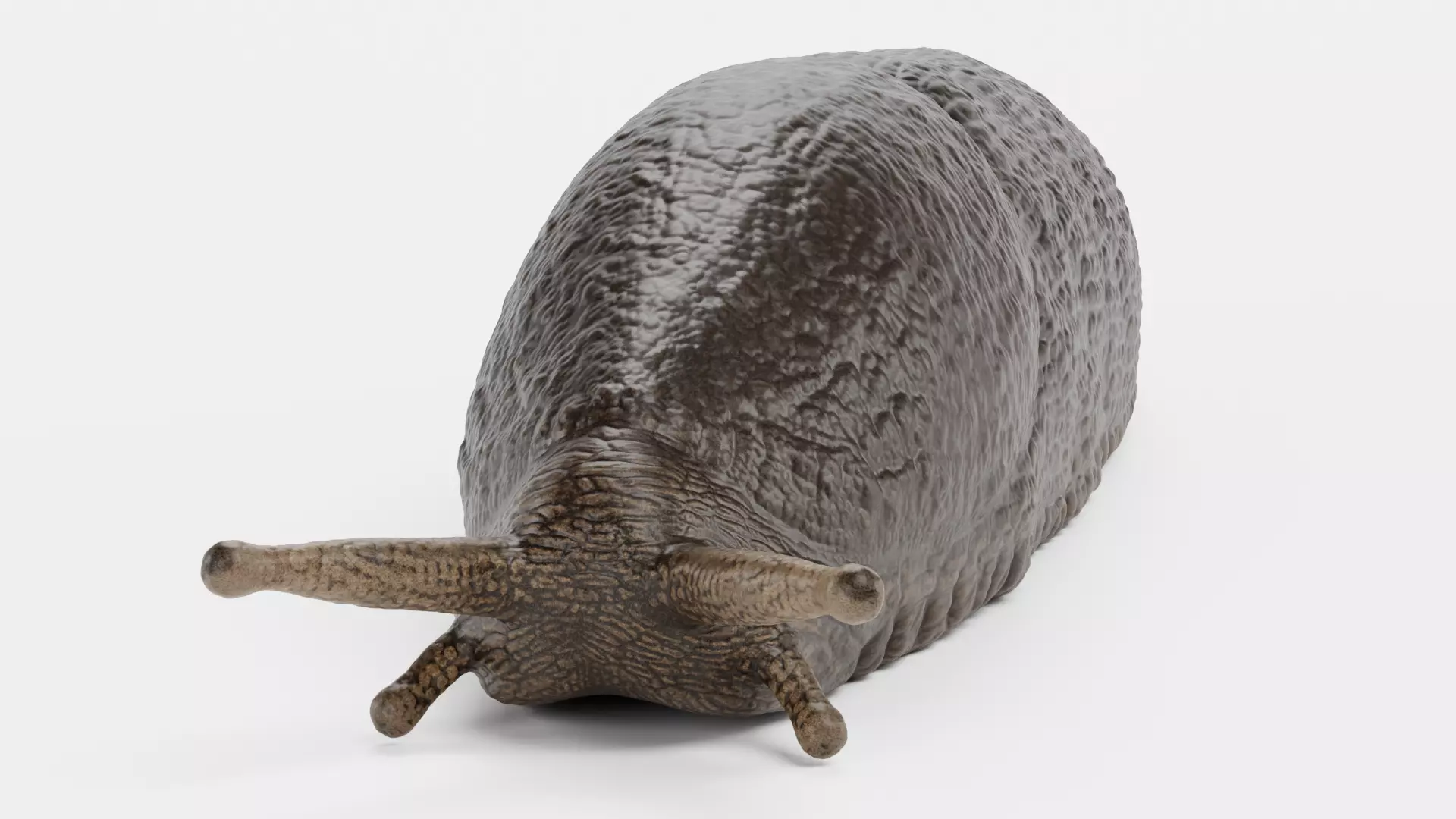 Black Slug - Realistic Arion Ater Low-poly 3D model