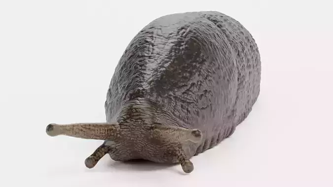 Black Slug - Realistic Arion Ater