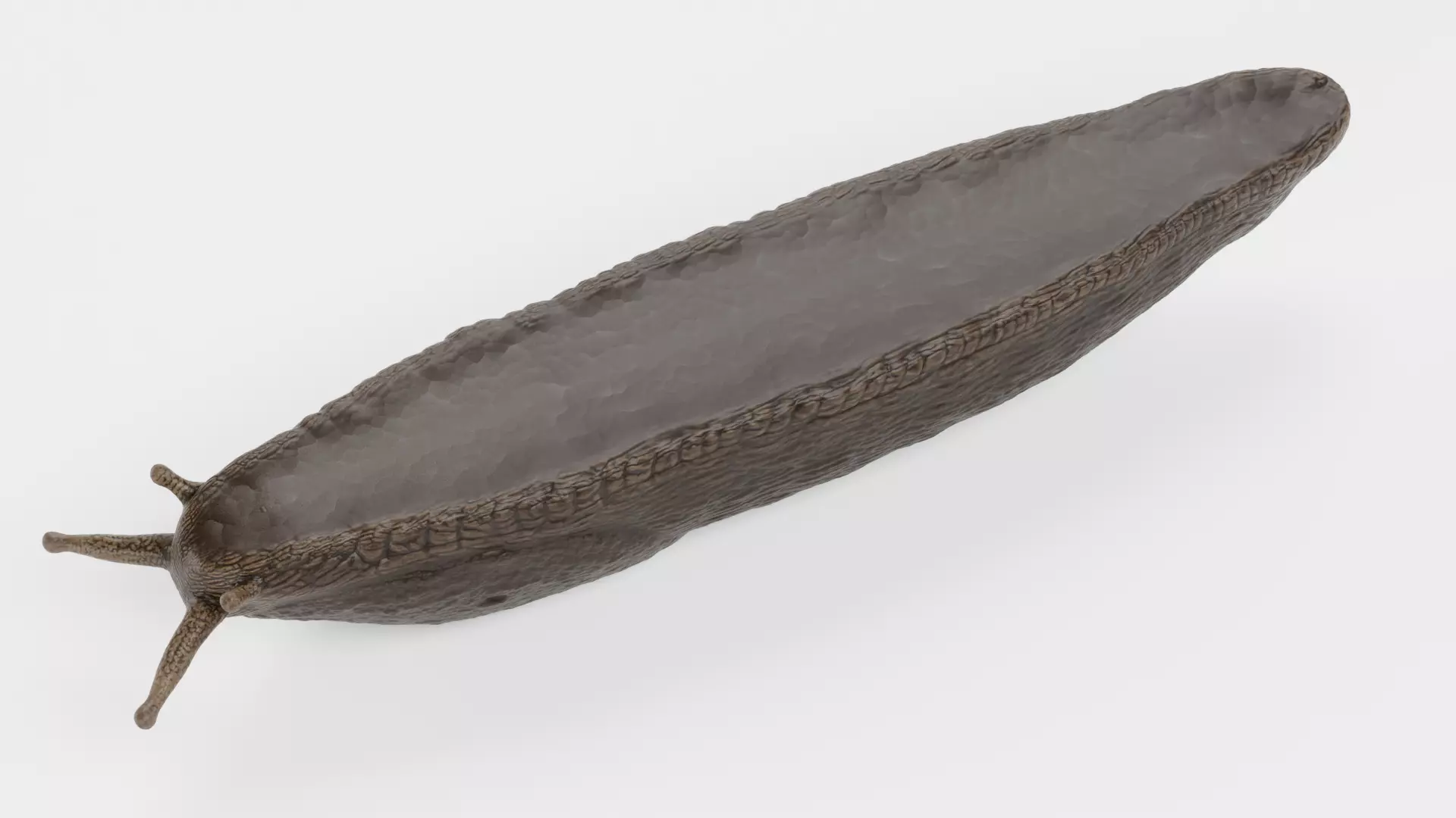 -Black Slug - Arion Ater -Rigged- Low-poly 3D model_10