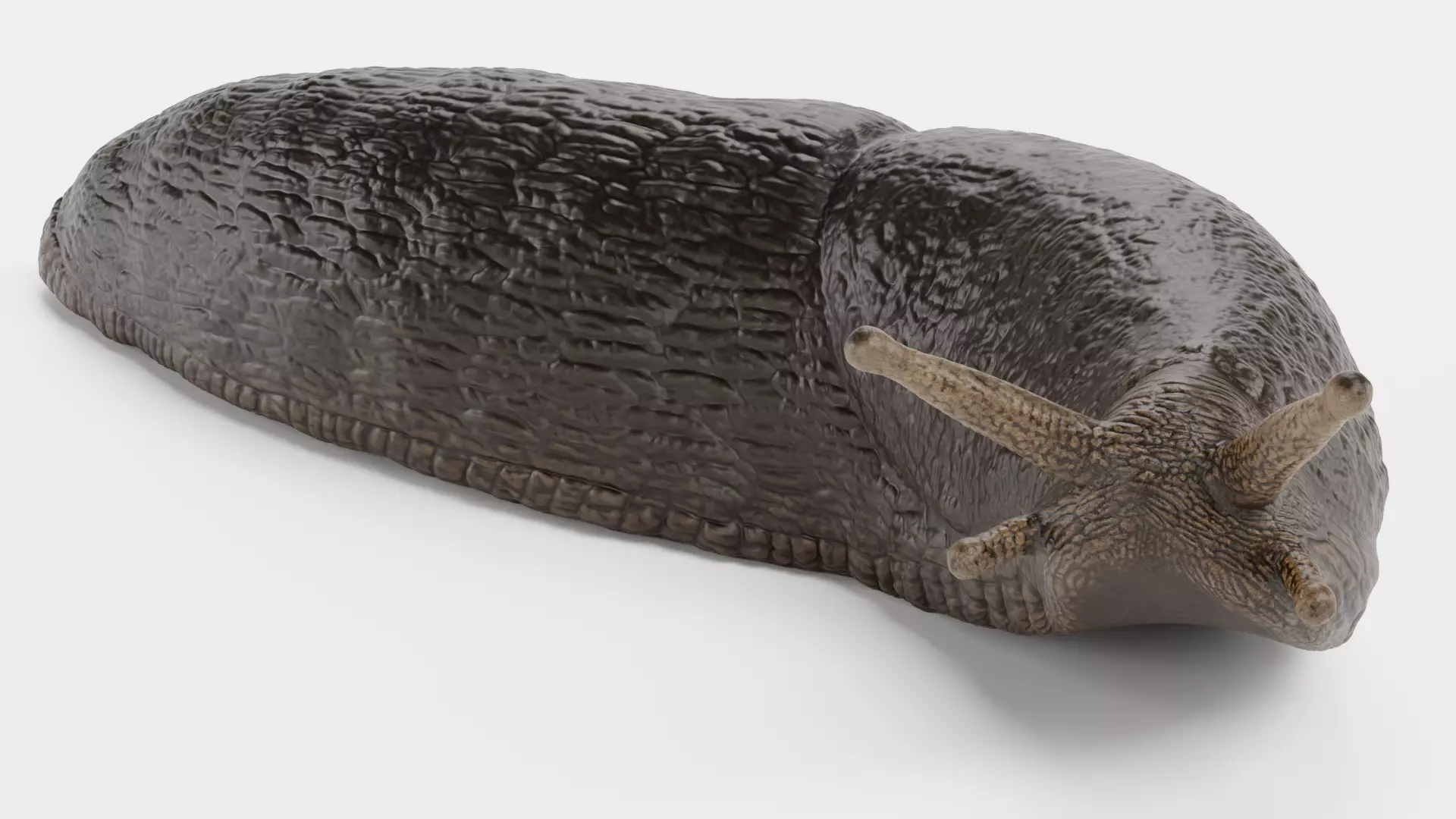 -Black Slug - Arion Ater -Rigged- Low-poly 3D model_6