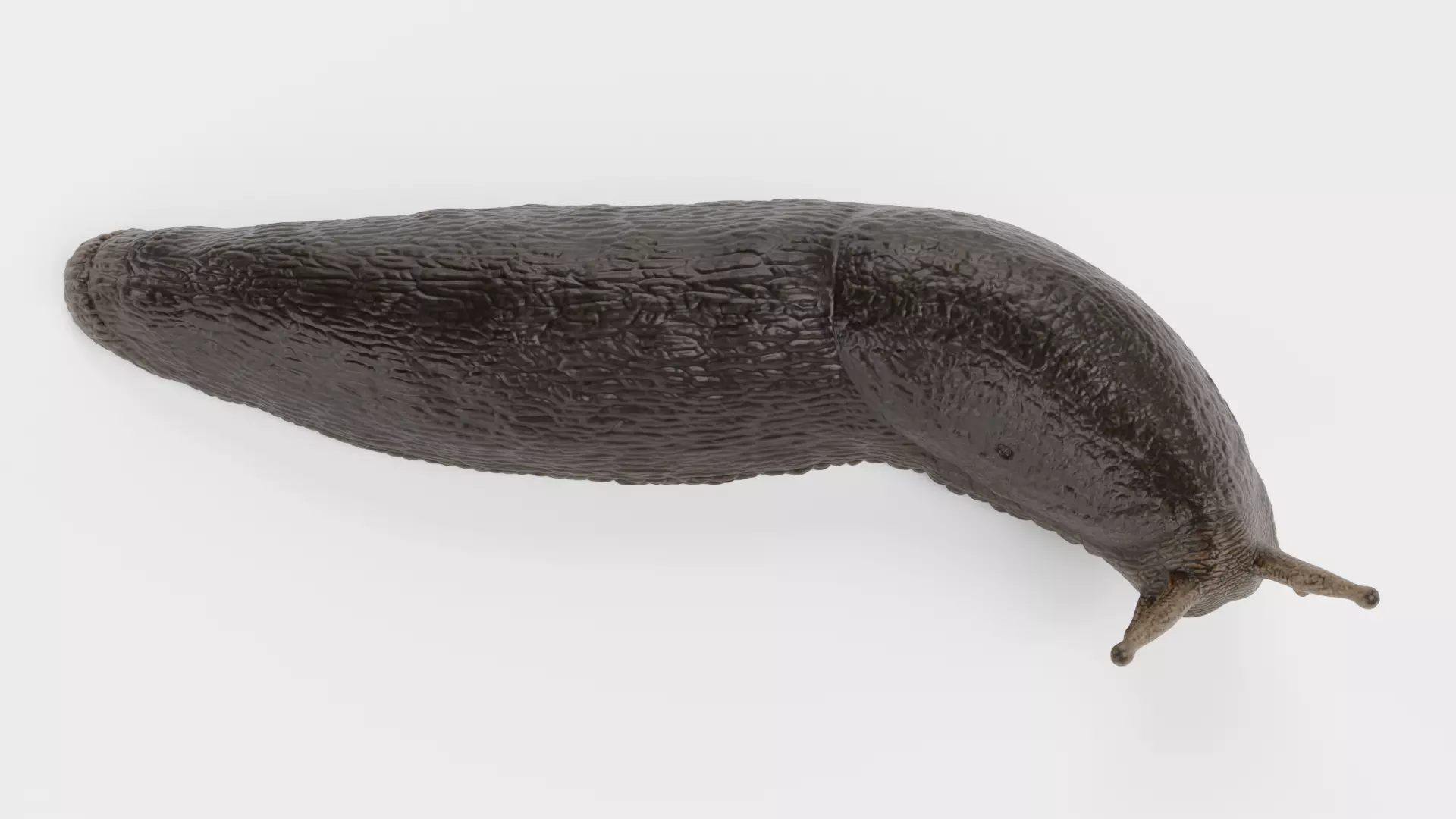 -Black Slug - Arion Ater -Rigged- Low-poly 3D model_0