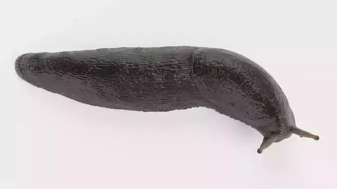 -Black Slug - Arion Ater -Rigged-