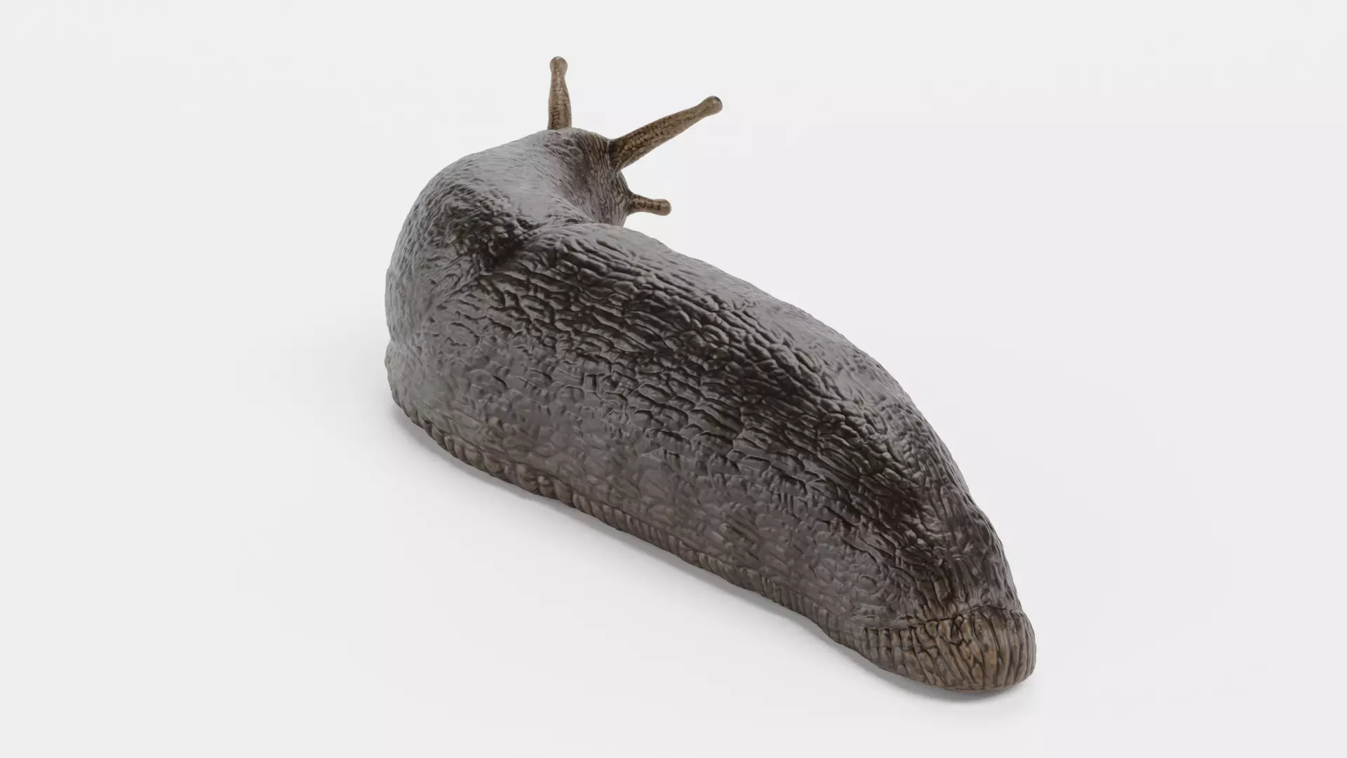 -Black Slug - Arion Ater -Rigged- Low-poly 3D model_4