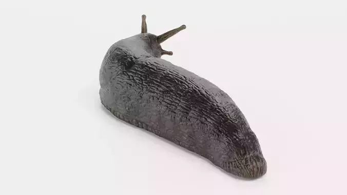 -Black Slug - Arion Ater -Rigged-