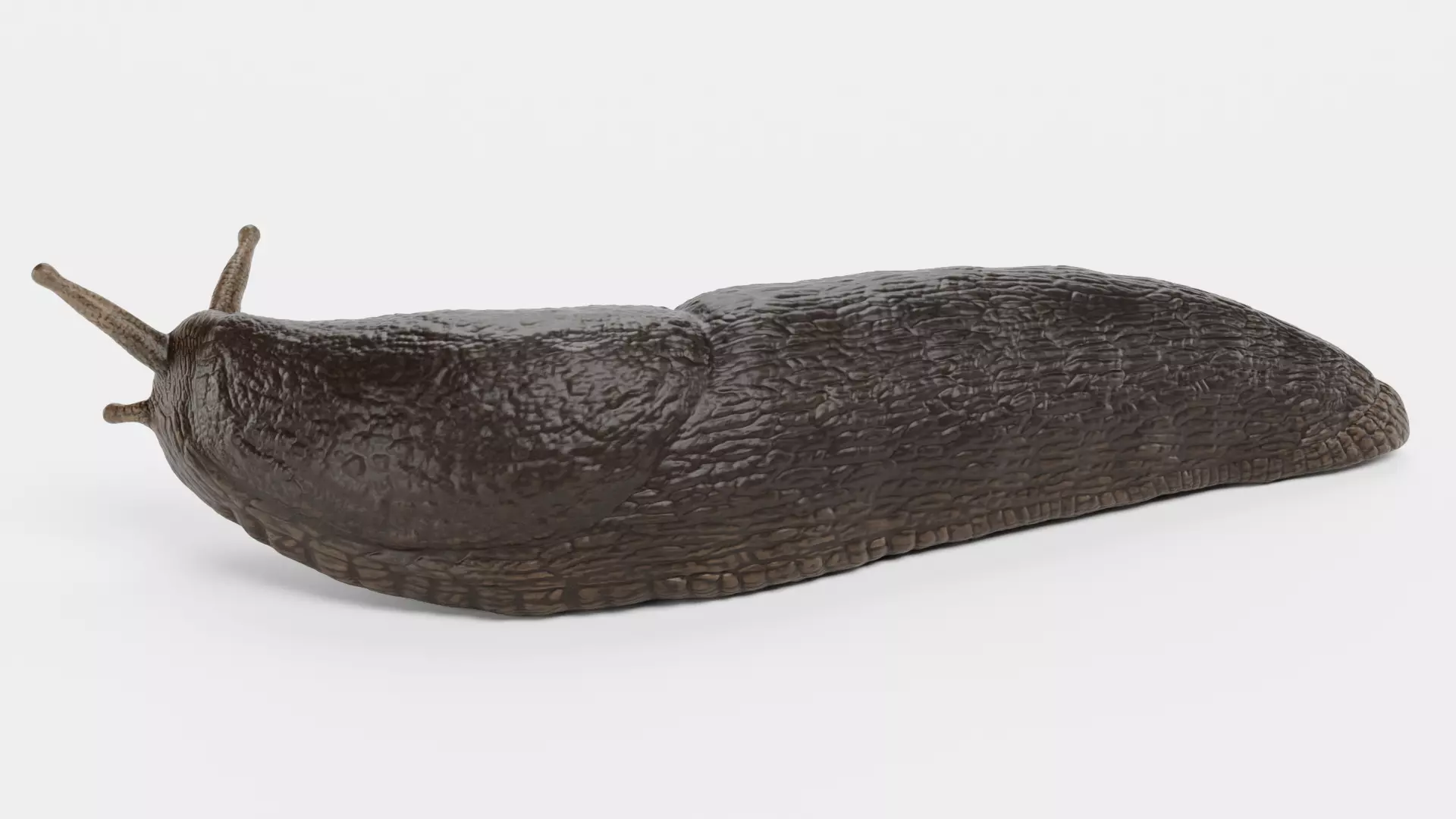 -Black Slug - Arion Ater -Rigged- Low-poly 3D model_5