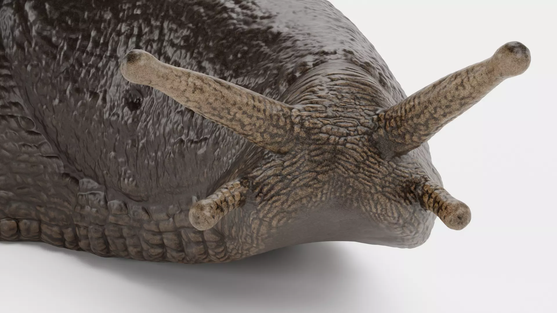 -Black Slug - Arion Ater -Rigged- Low-poly 3D model_7