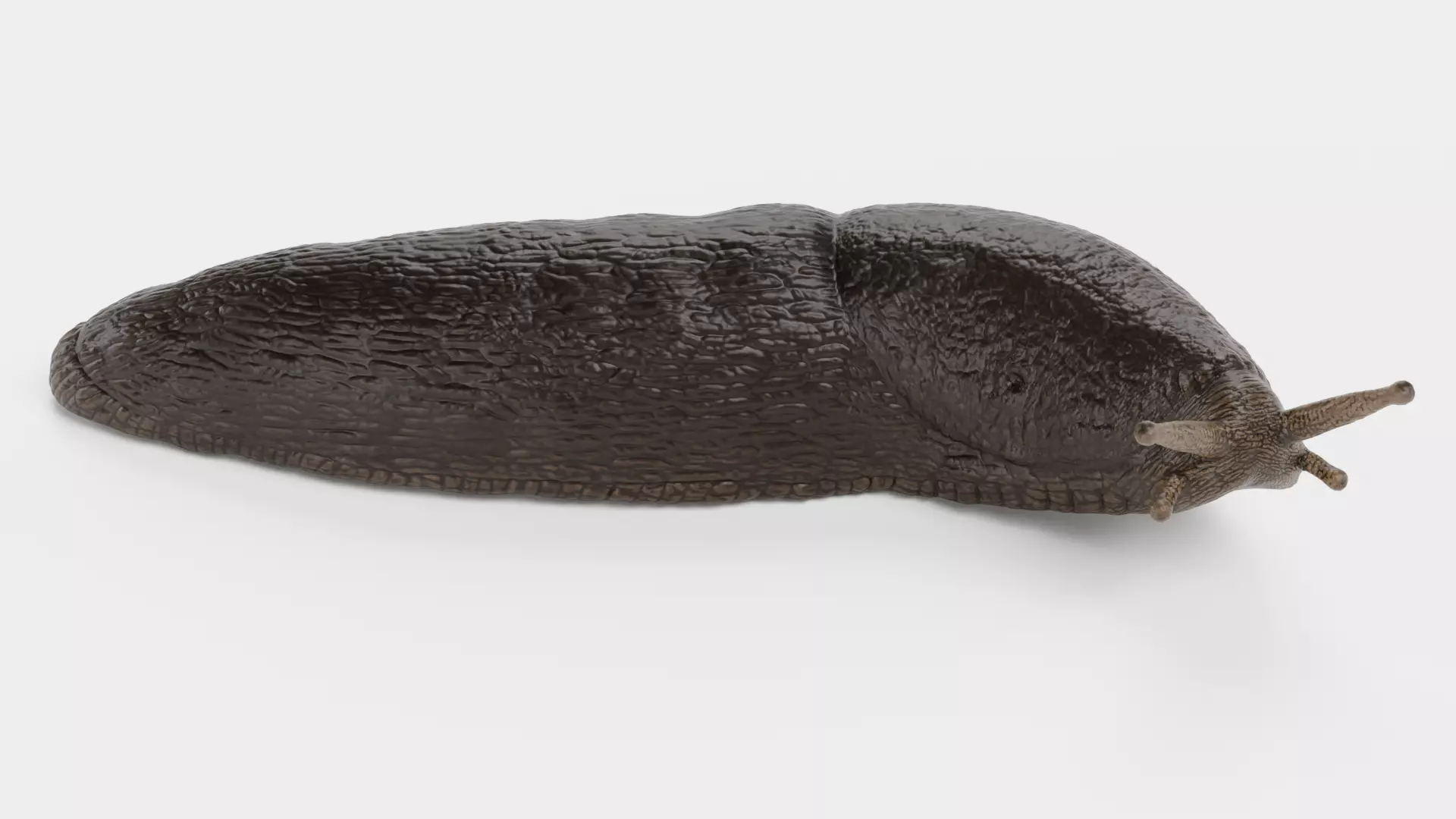 -Black Slug - Arion Ater -Rigged- Low-poly 3D model_1