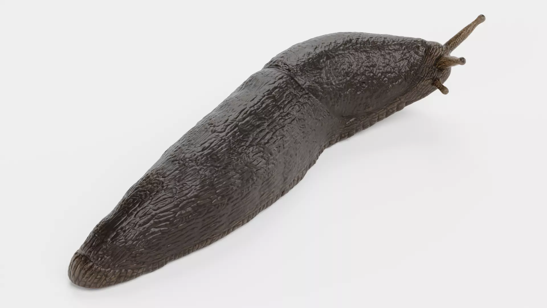 -Black Slug - Arion Ater -Rigged- Low-poly 3D model_3