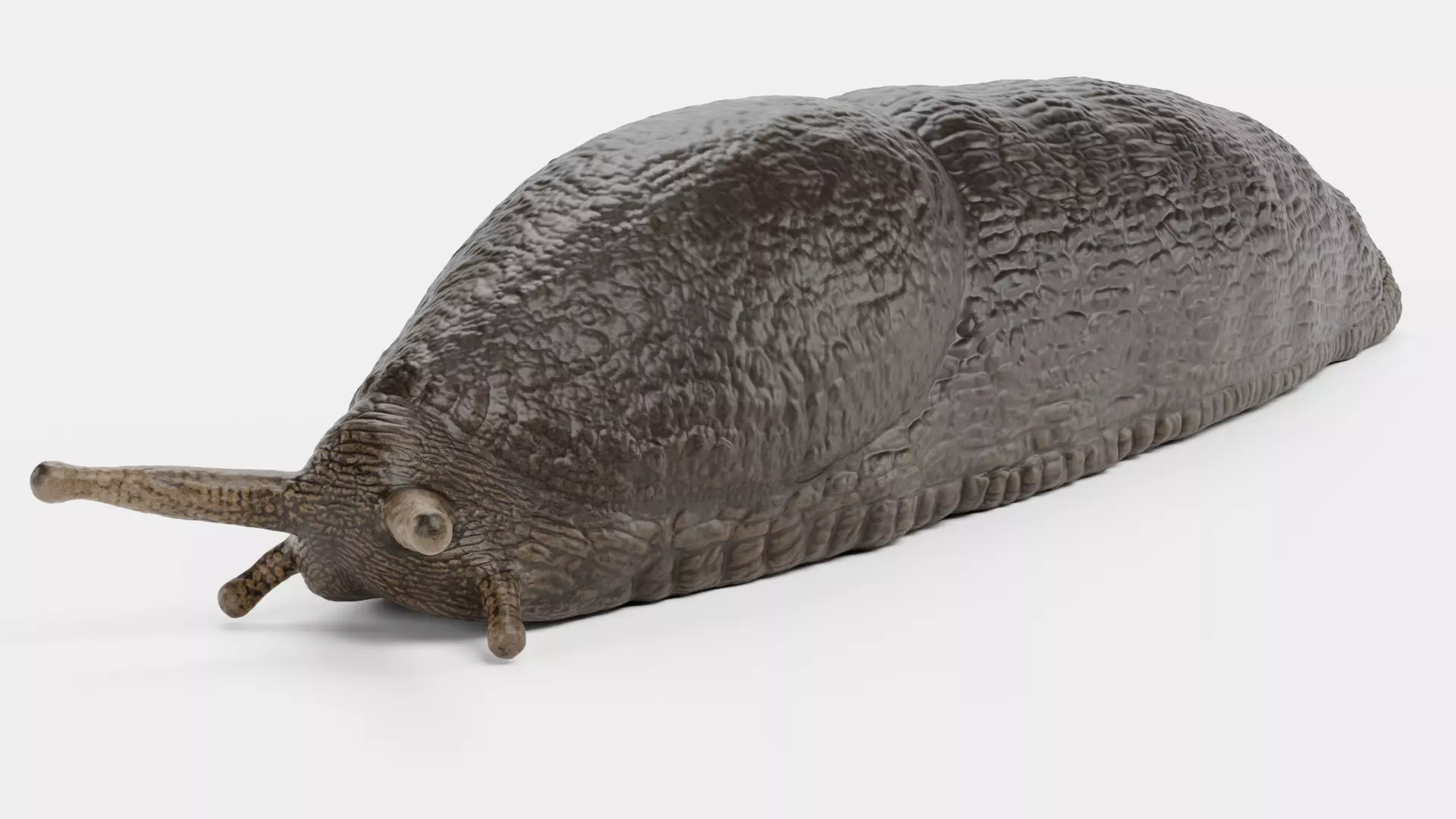 -Black Slug - Arion Ater -Rigged- Low-poly 3D model_9