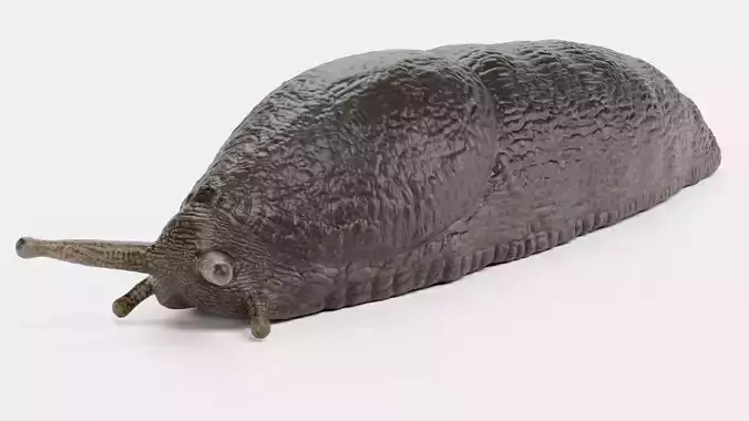 -Black Slug - Arion Ater -Rigged-