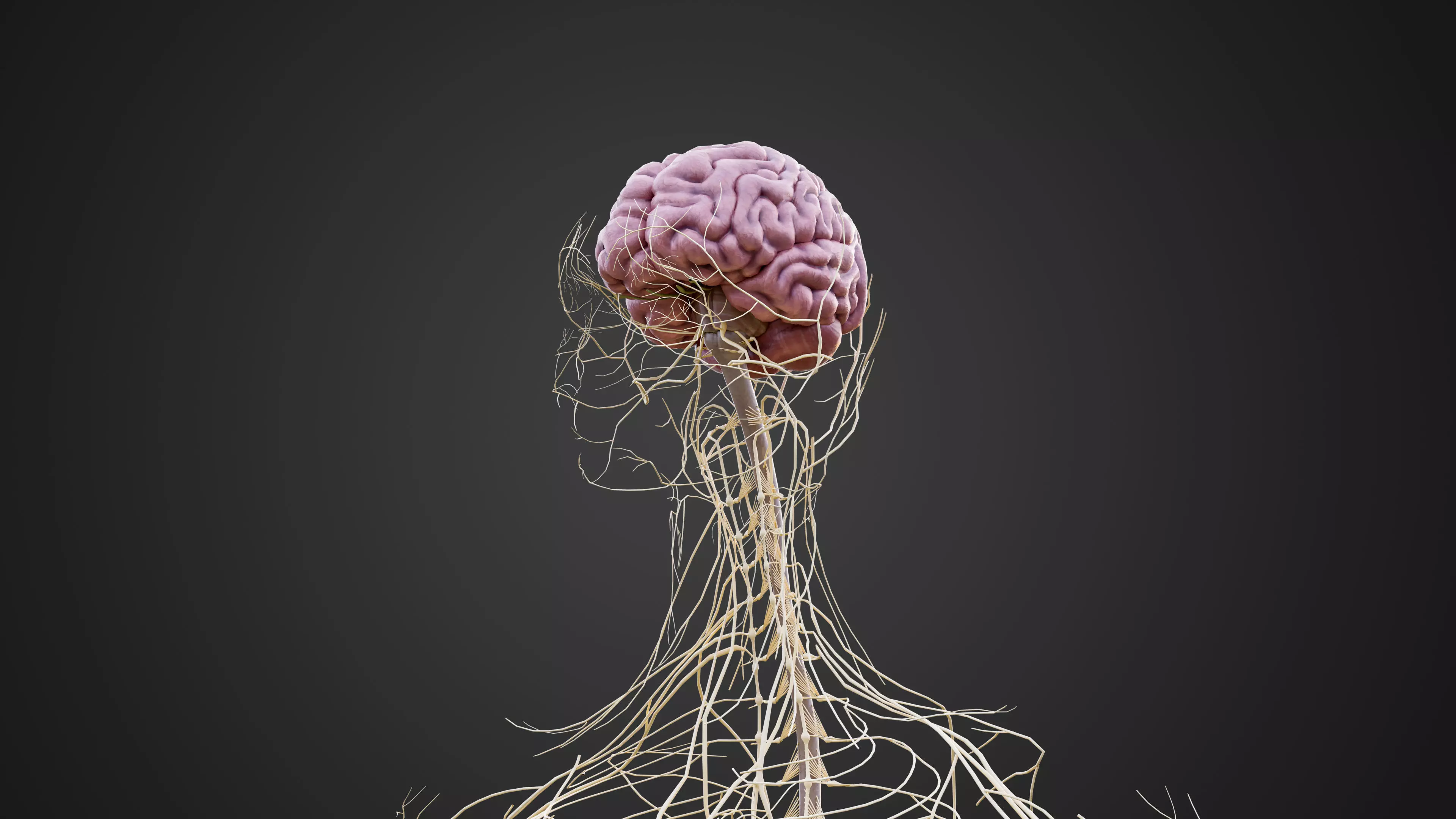 Human Nervous System 3D Model Brain Spinal Anatomy Low-poly 3D model_2