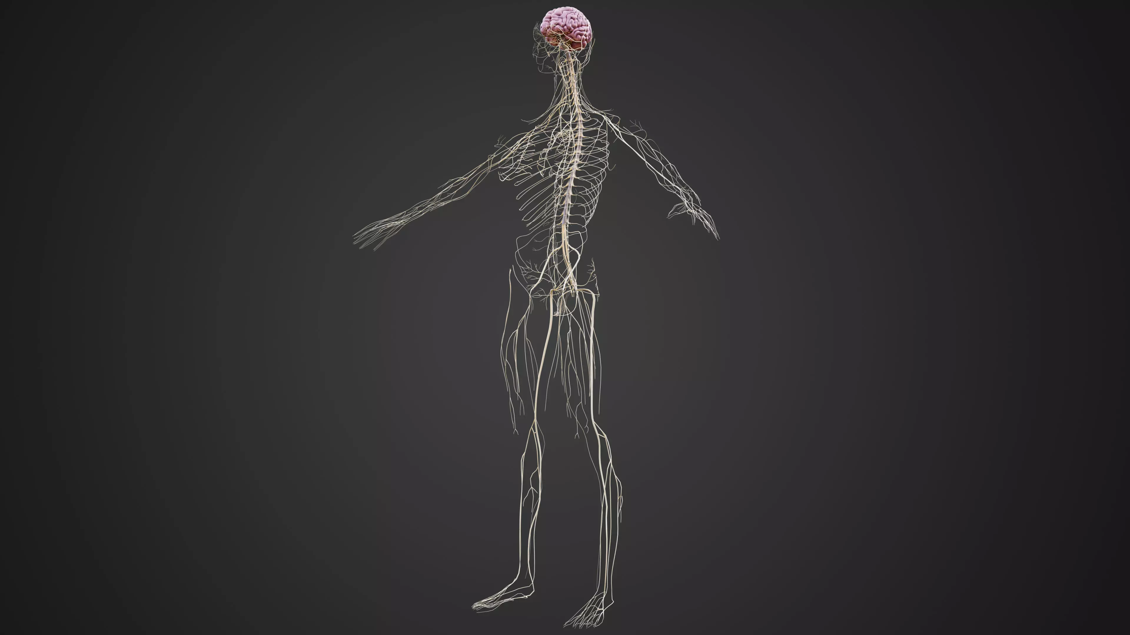 Human Nervous System 3D Model Brain Spinal Anatomy Low-poly 3D model_0