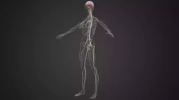 Human Nervous System 3D Model Brain Spinal Anatomy Low-poly 3D model