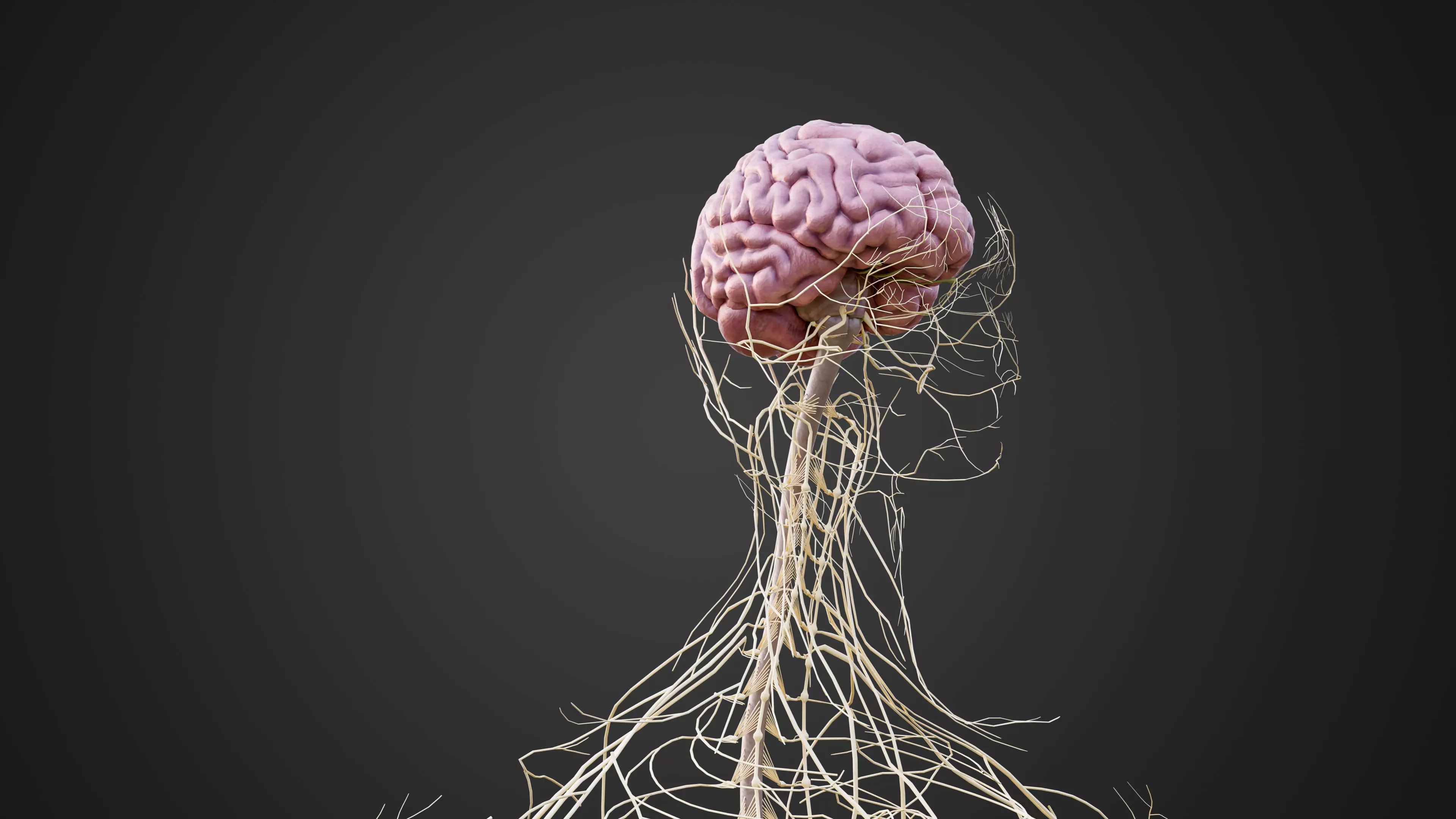 Human Nervous System 3D Model Brain Spinal Anatomy Low-poly 3D model_3