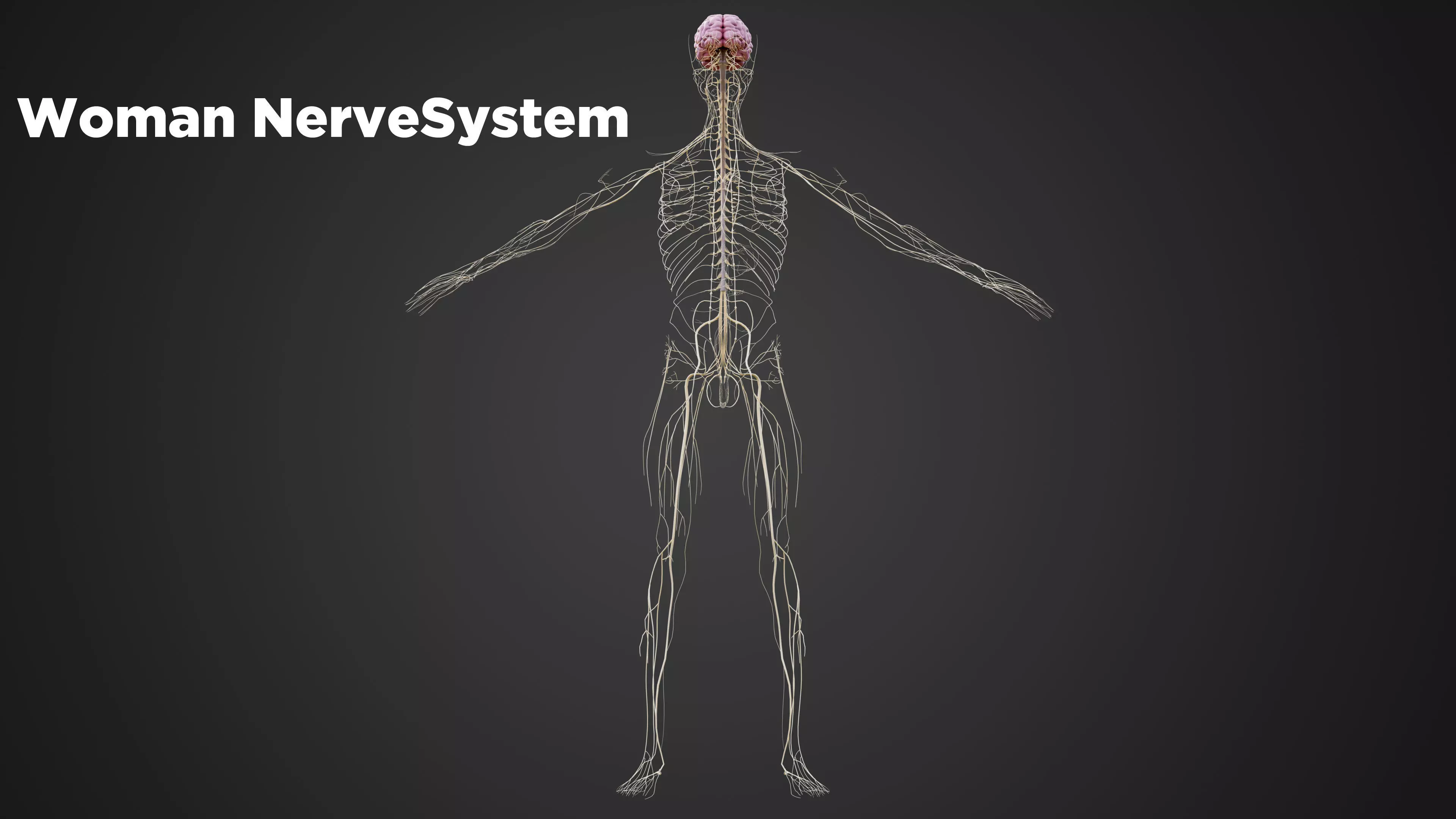 Human Nervous System 3D Model Brain Spinal Anatomy Low-poly 3D model_5