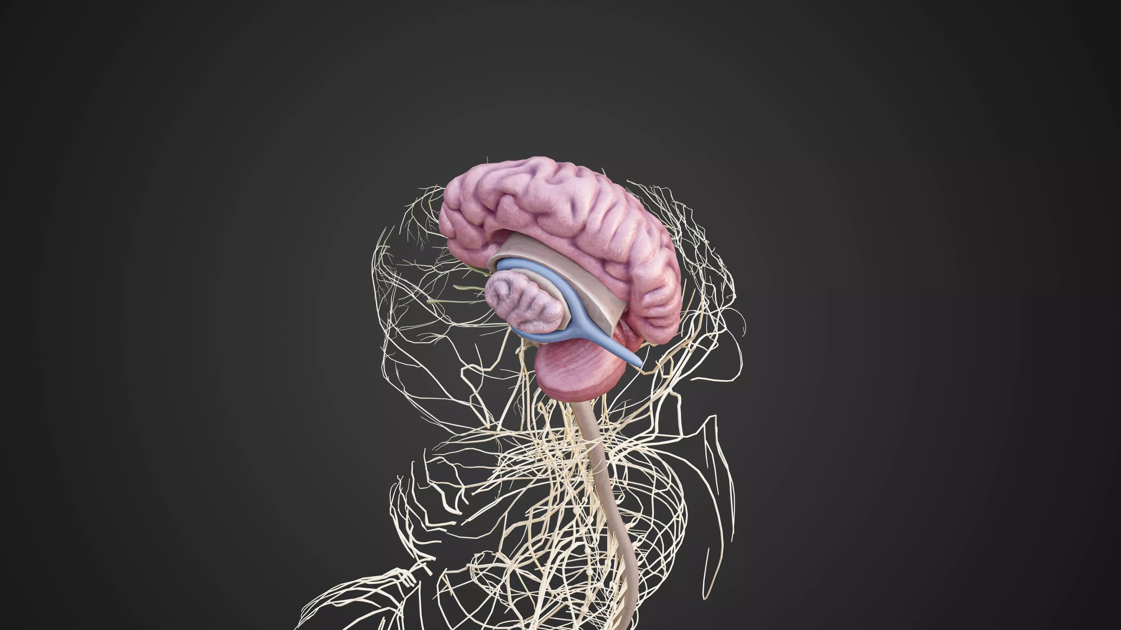 Human Nervous System 3D Model Brain Spinal Anatomy Low-poly 3D model_4