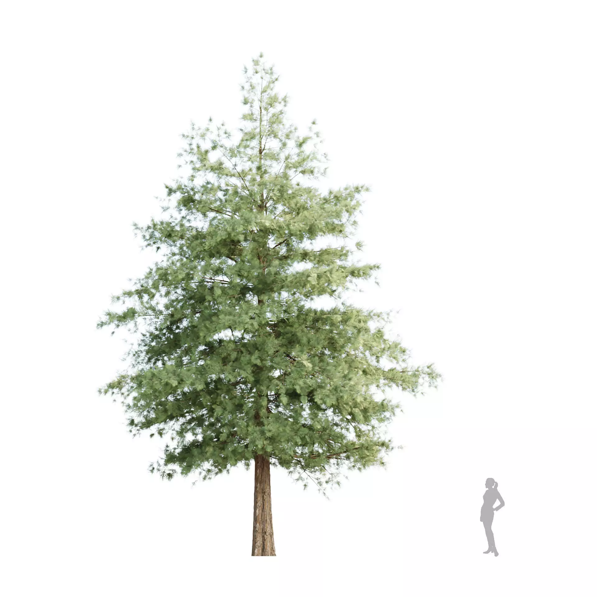 Conifer Trees Collection Vol 346  3D model_3