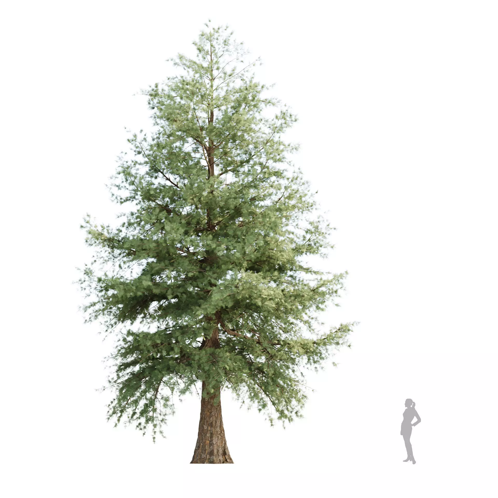 Conifer Trees Collection Vol 346  3D model_2