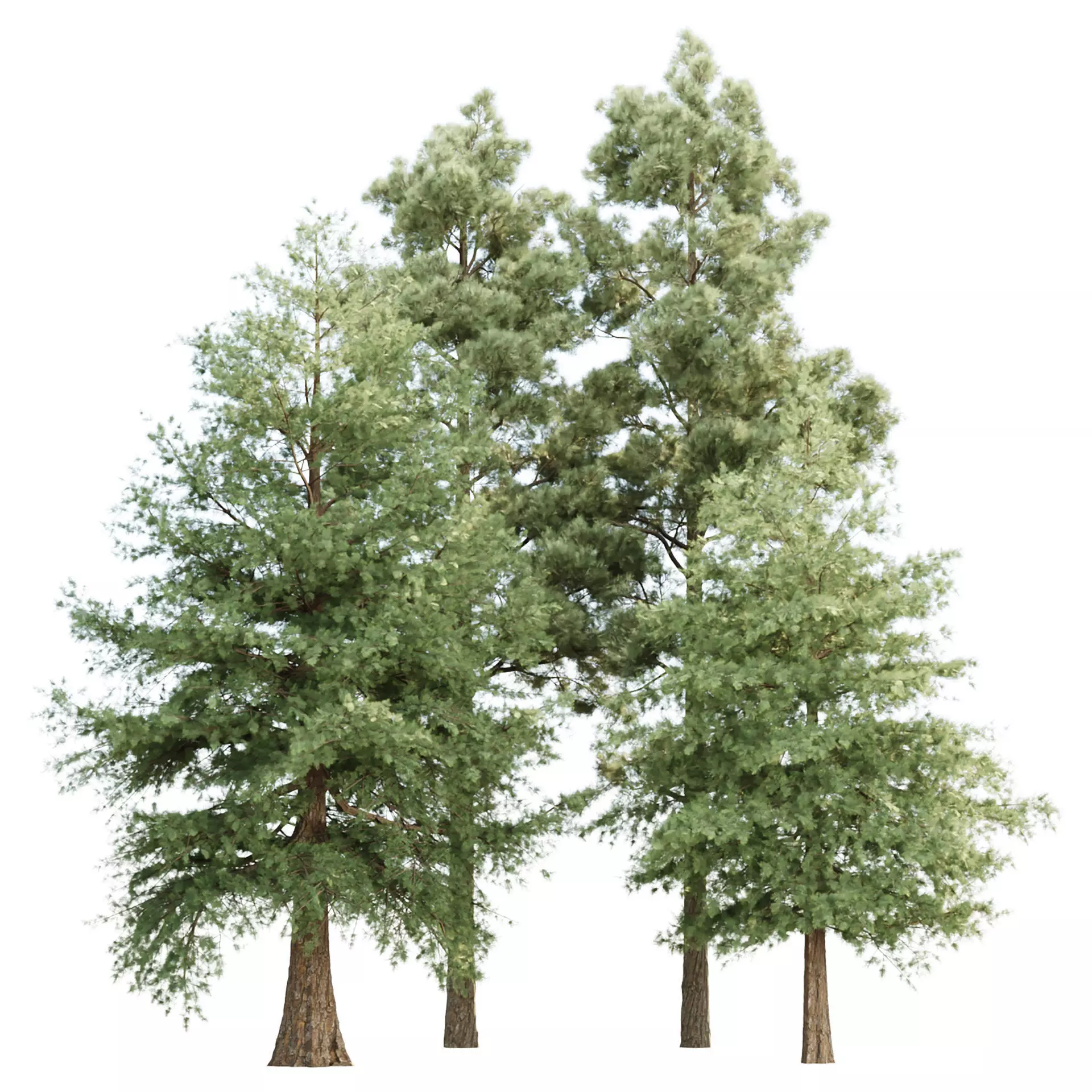 Conifer Trees Collection Vol 346  3D model_0