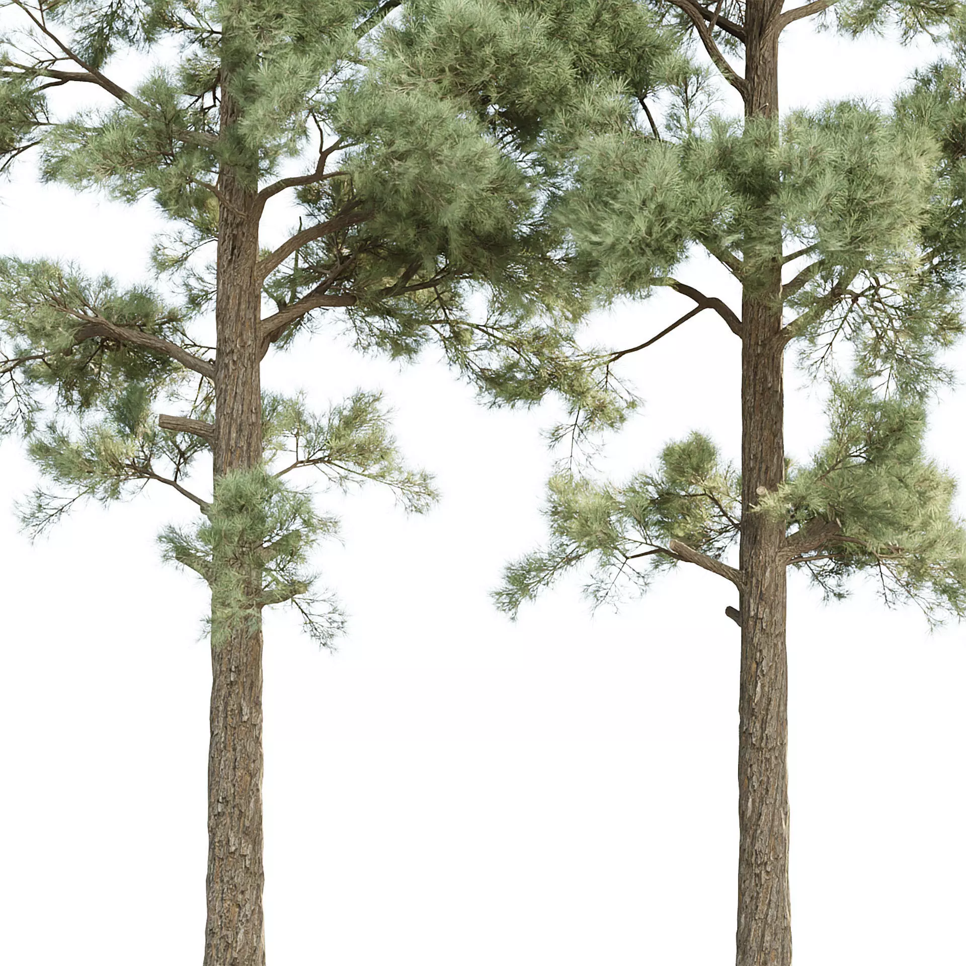 Conifer Trees Collection Vol 346  3D model_4