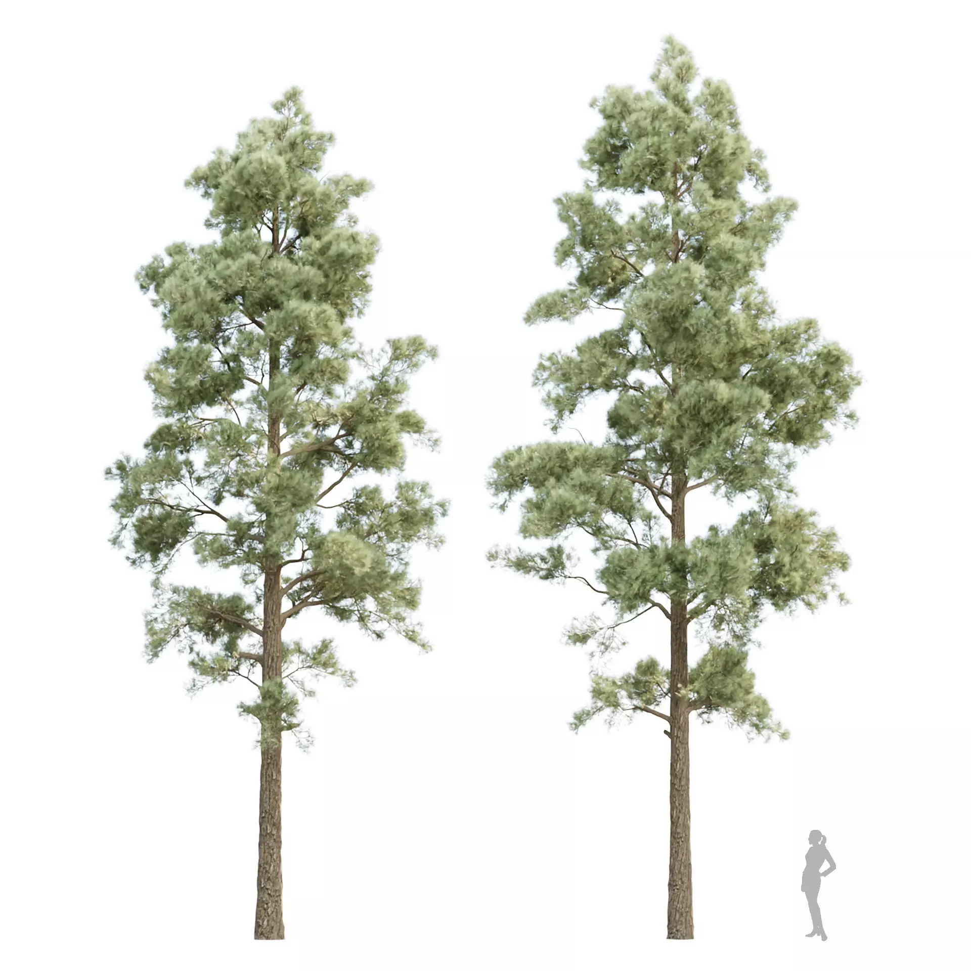 Conifer Trees Collection Vol 346  3D model_1