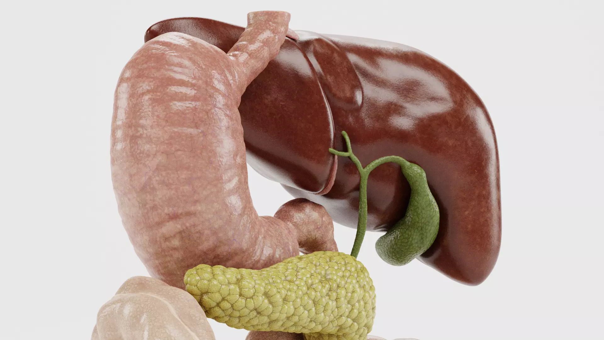 Digestive System - Realistic Human Internal Organs 3D model_13