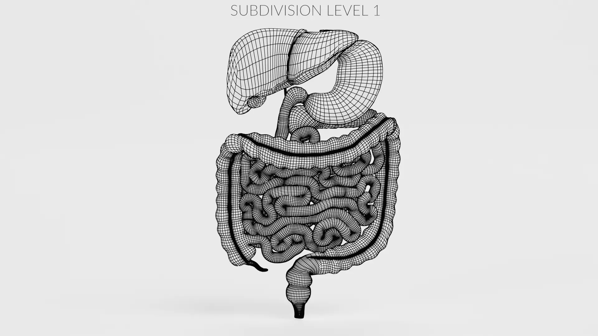 Digestive System - Realistic Human Internal Organs 3D model_20