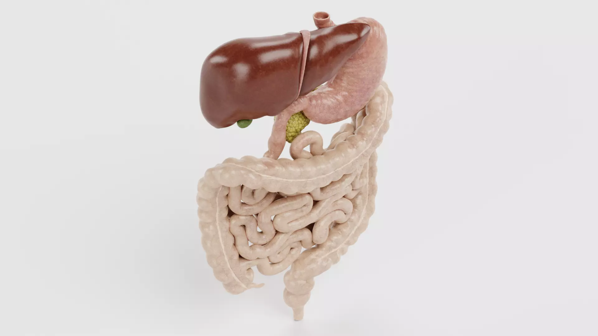 Digestive System - Realistic Human Internal Organs 3D model_2