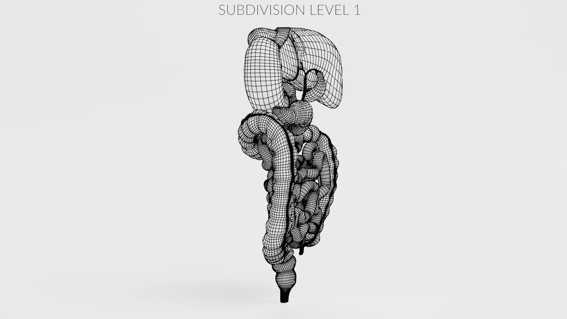 Digestive System - Realistic Human Internal Organs 3D model_22