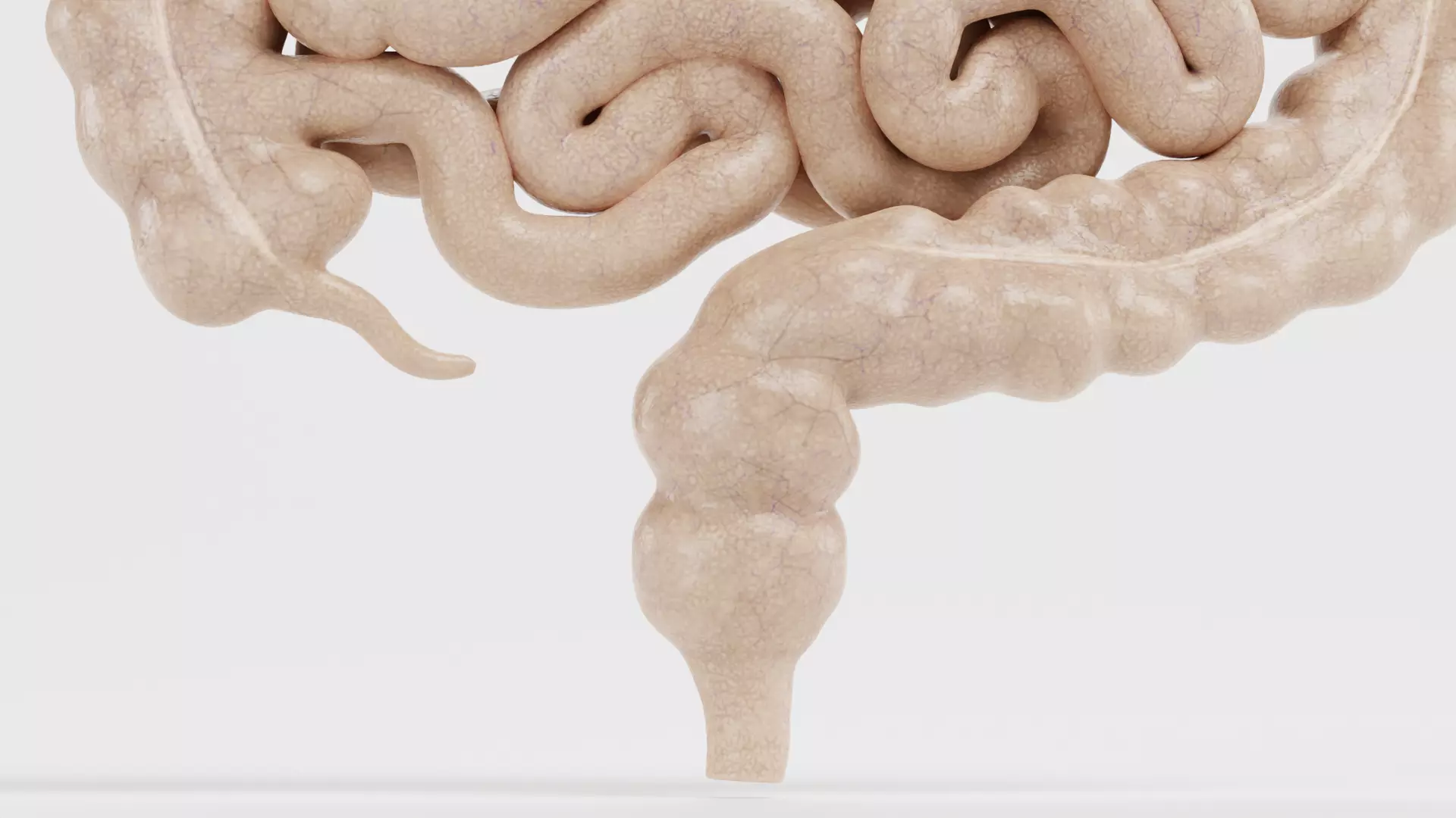 Digestive System - Realistic Human Internal Organs 3D model_17