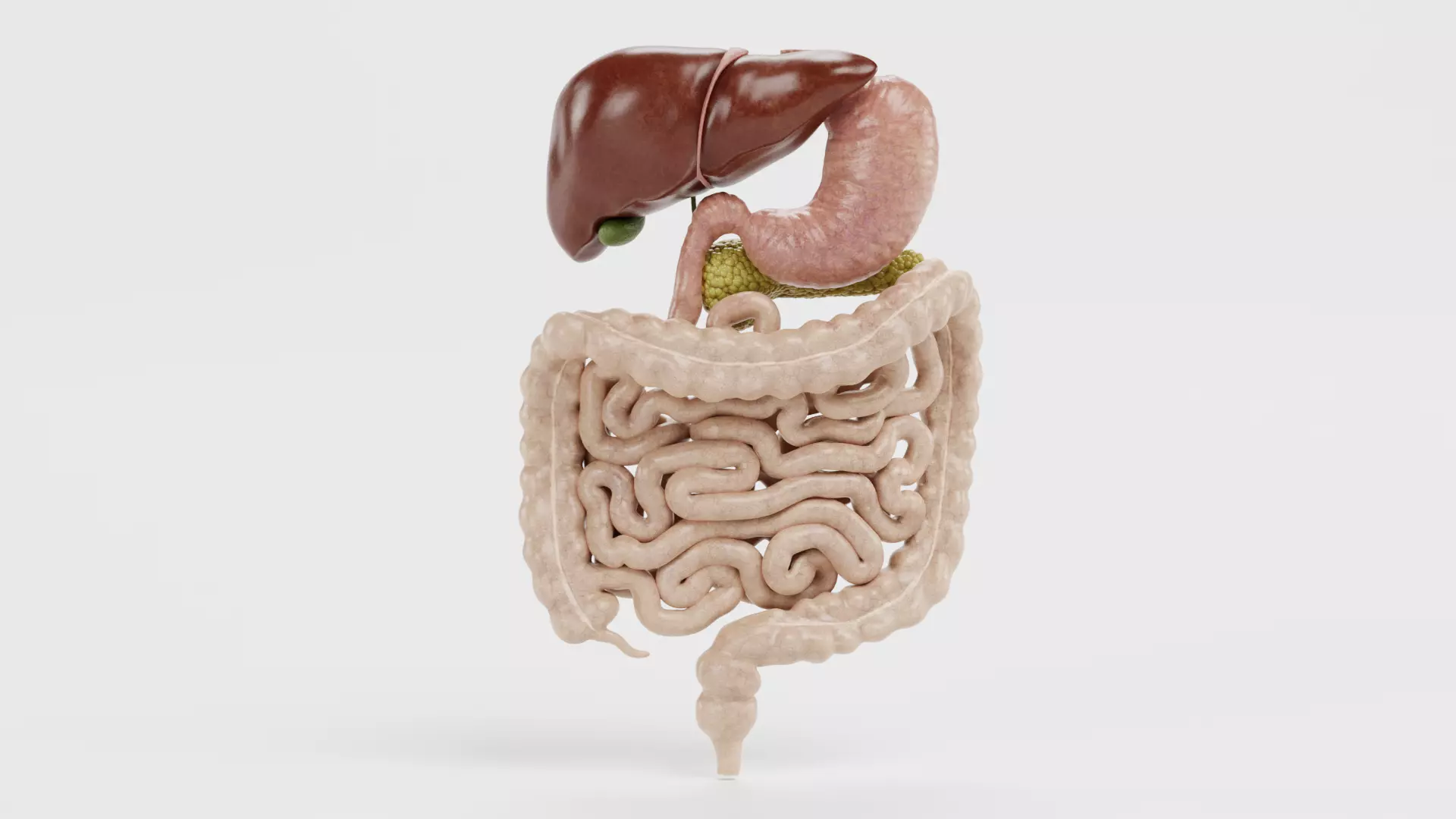 Digestive System - Realistic Human Internal Organs 3D model_0