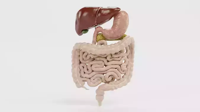 Digestive System - Realistic Human Internal Organs