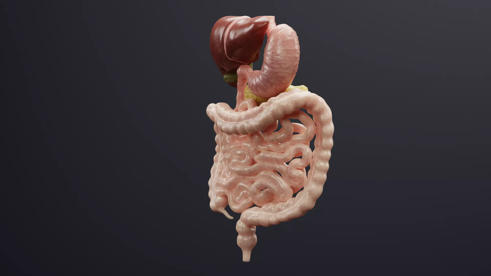Digestive System - Realistic Human Internal Organs 3D model_16