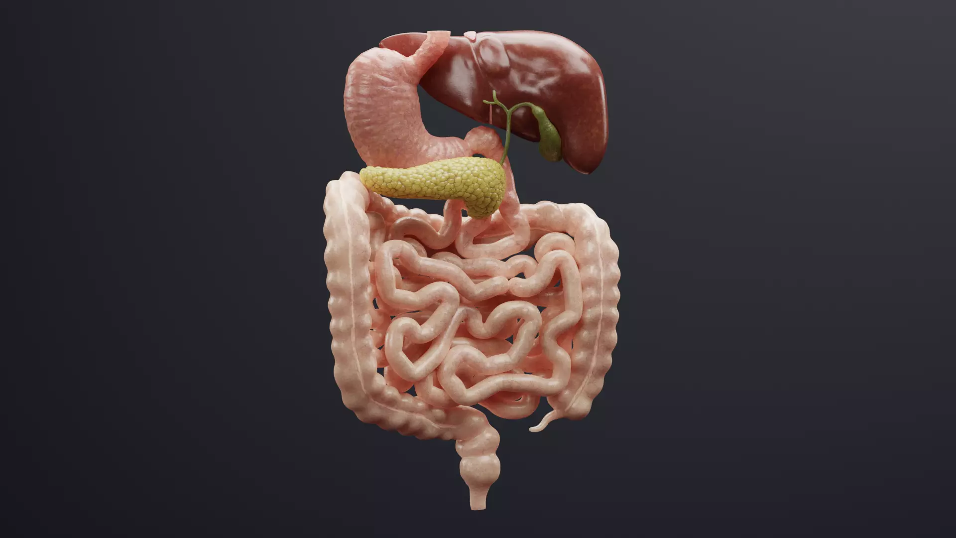 Digestive System - Realistic Human Internal Organs 3D model_3