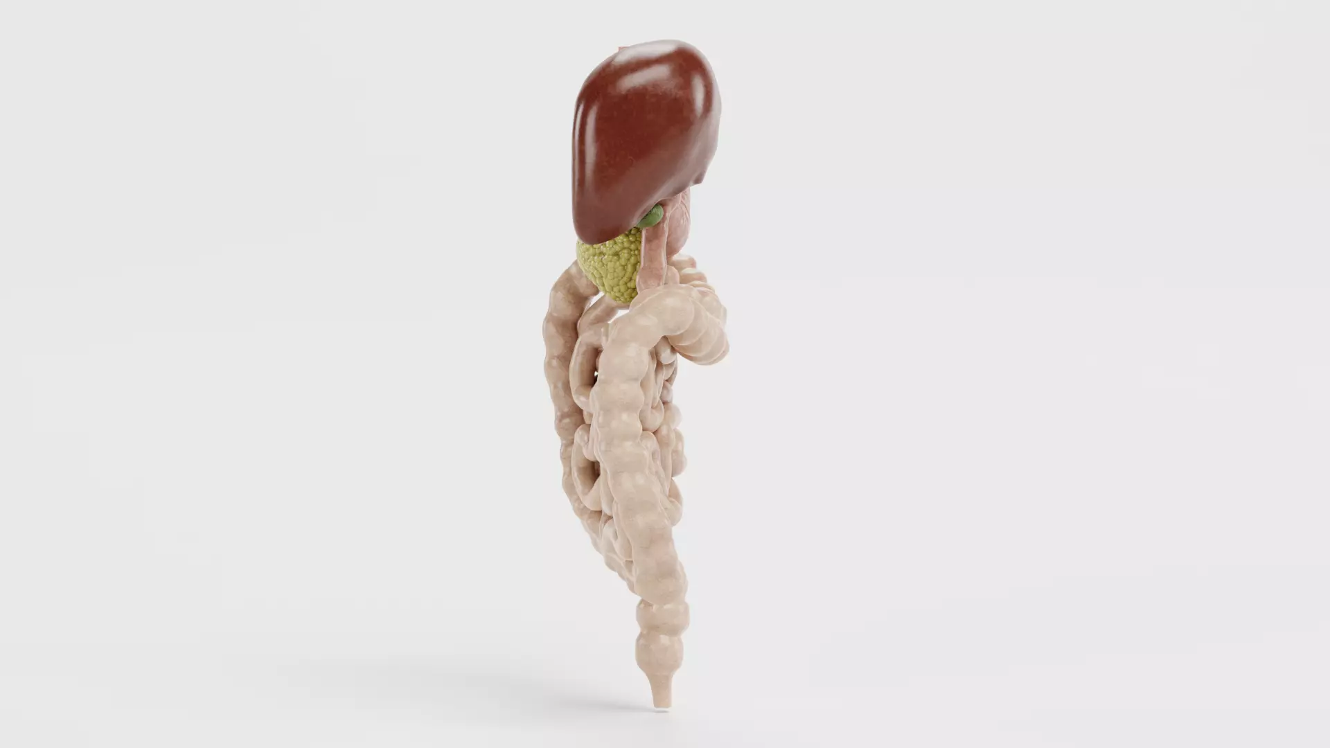 Digestive System - Realistic Human Internal Organs 3D model_12