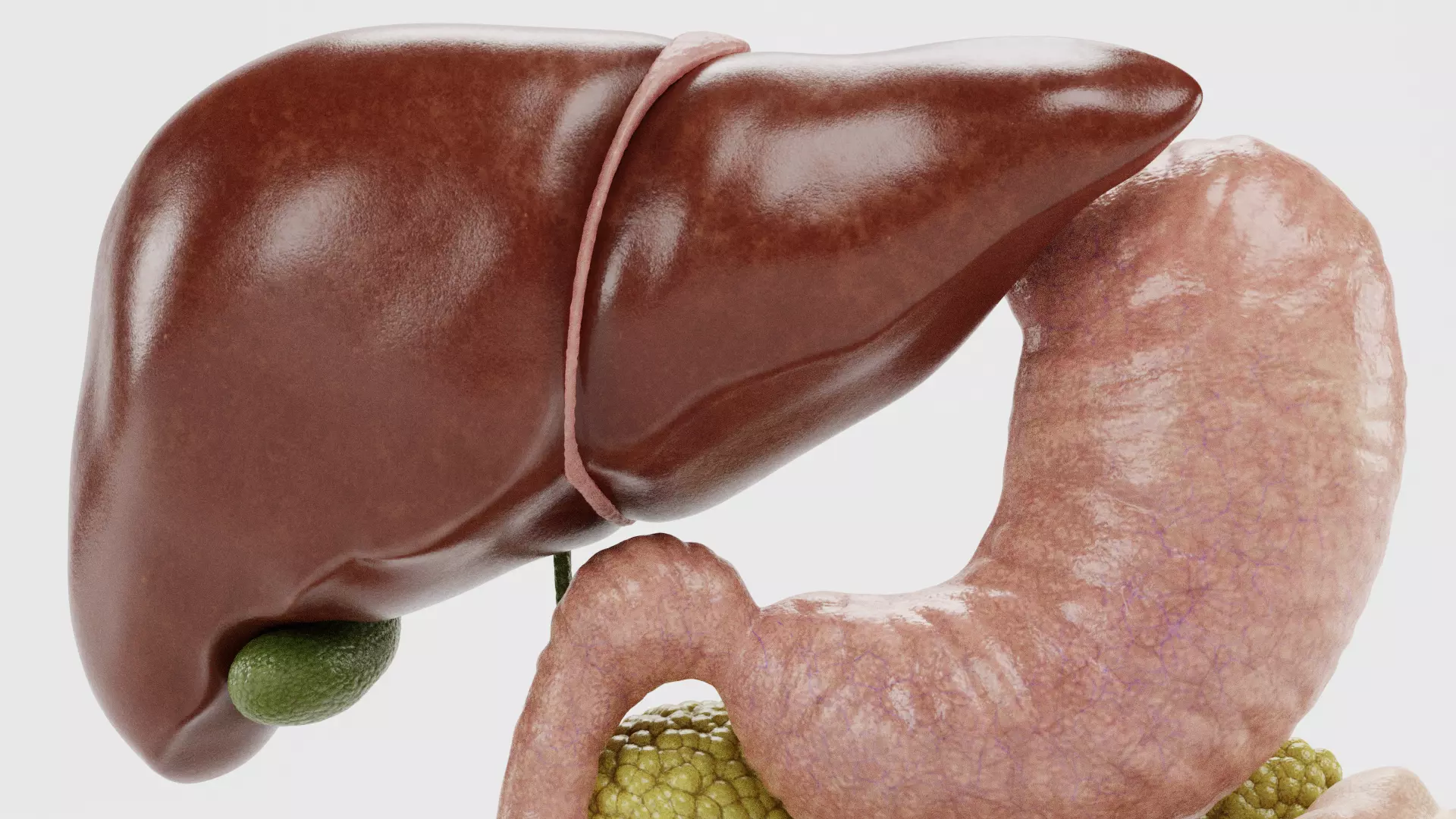 Digestive System - Realistic Human Internal Organs 3D model_6