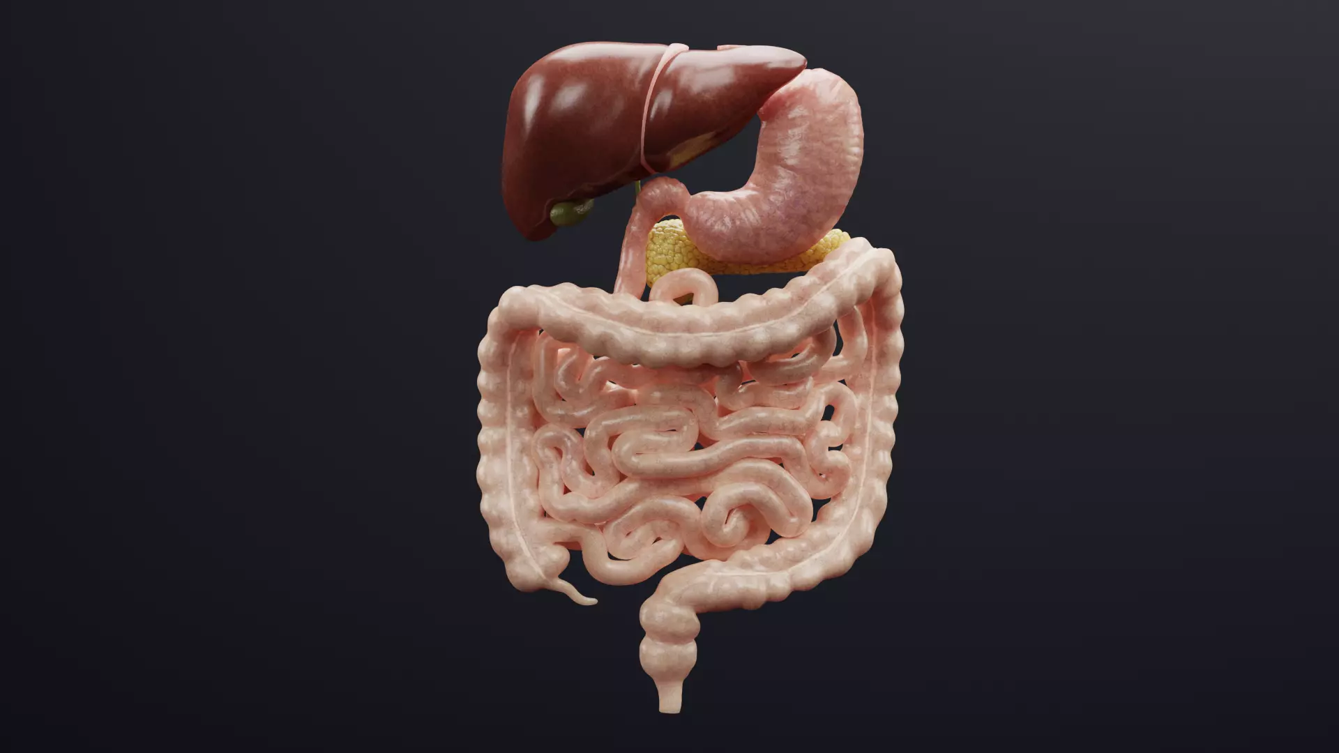 Digestive System - Realistic Human Internal Organs 3D model_11